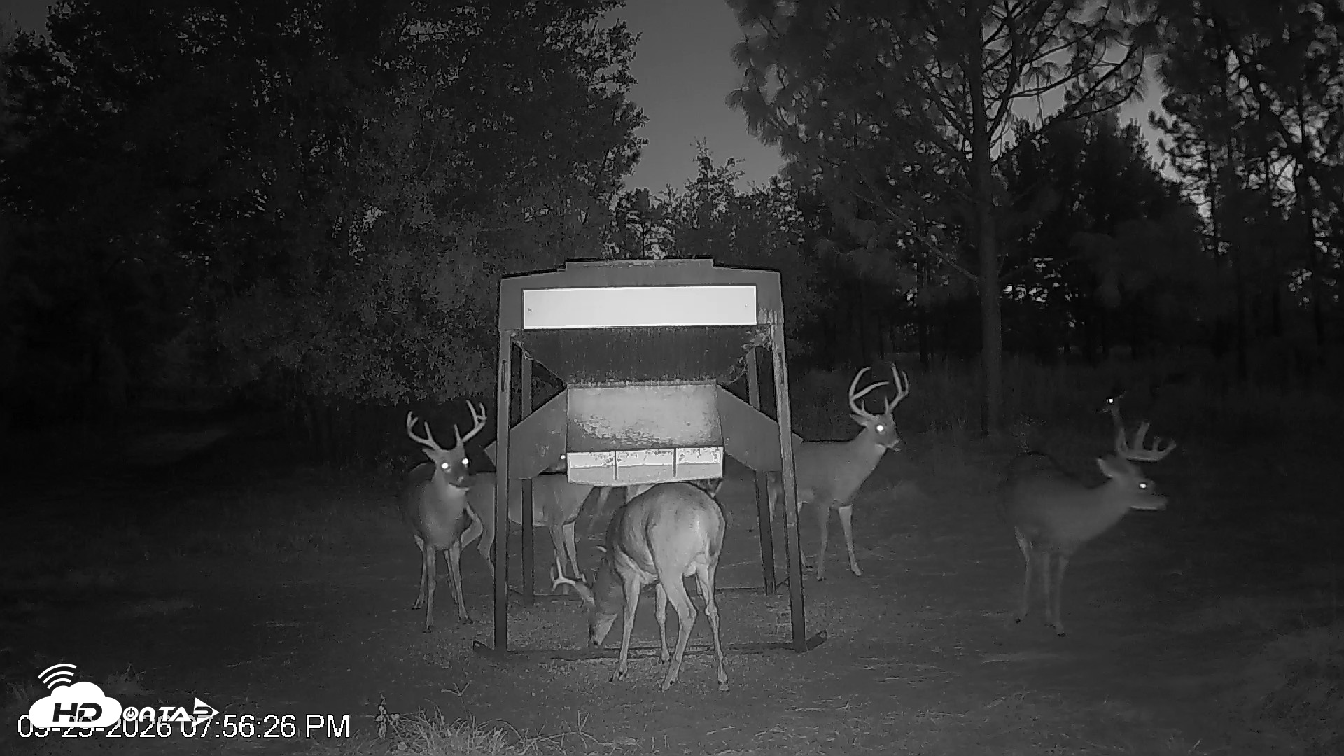 Snapshot of Leesburg Georgia Live Deer Feeder Webcam taken Sep 29, 2026, 7:56pm EDT