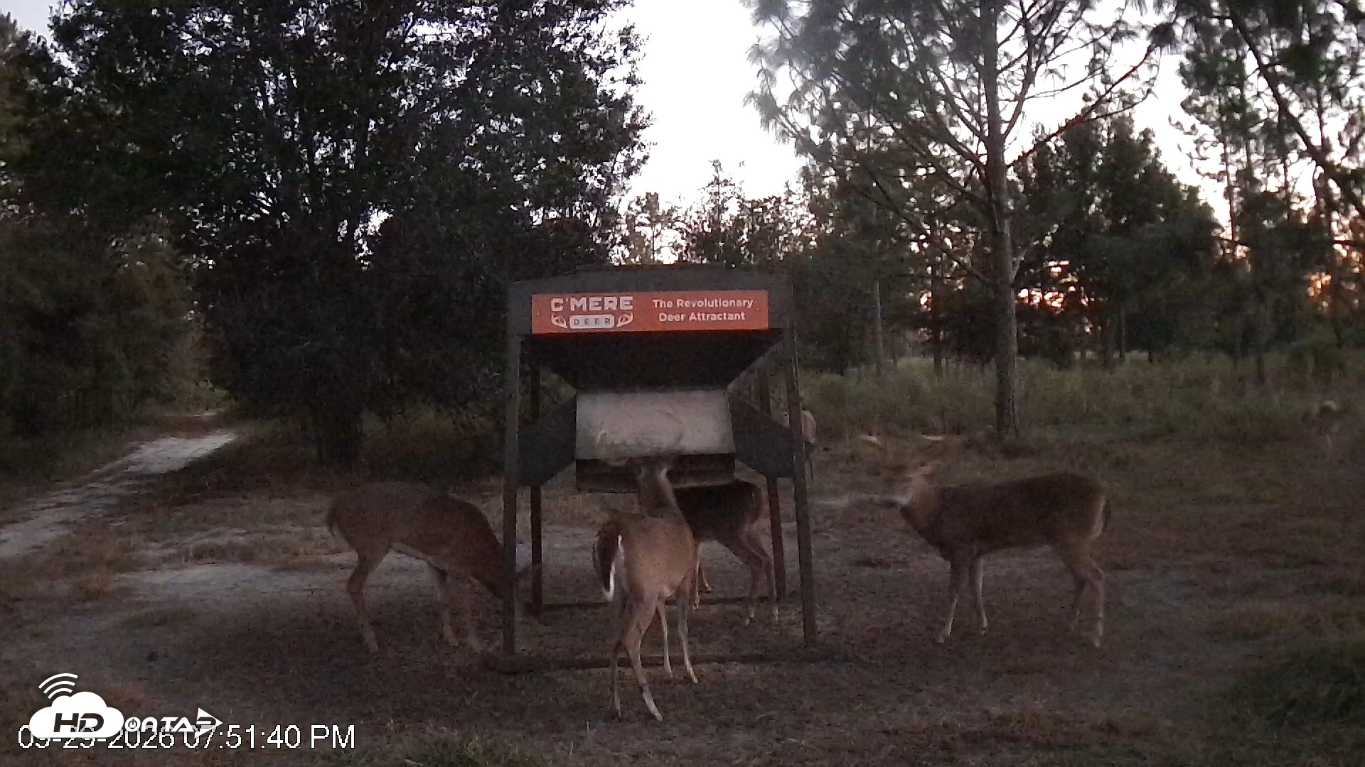 Snapshot of Leesburg Georgia Live Deer Feeder Webcam taken Sep 29, 2026, 7:51pm EDT