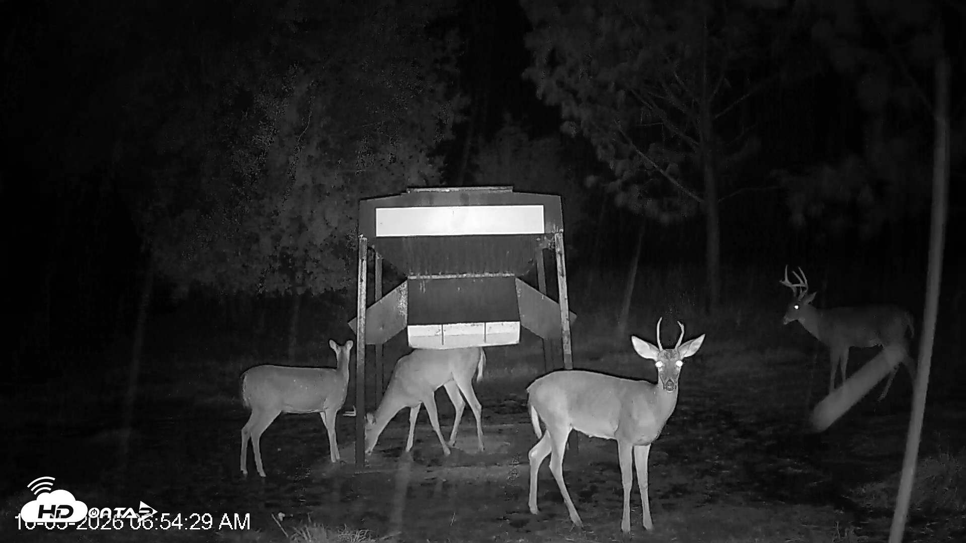Snapshot of Leesburg Georgia Live Deer Feeder Webcam taken Oct 5, 2026, 6:54am EDT