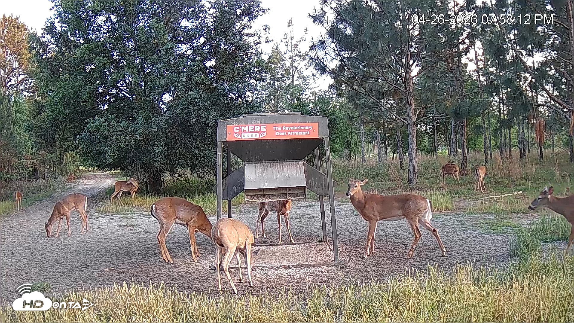 Snapshot of Leesburg Georgia Live Deer Feeder Webcam taken Apr 26, 2026, 7:58pm EDT
