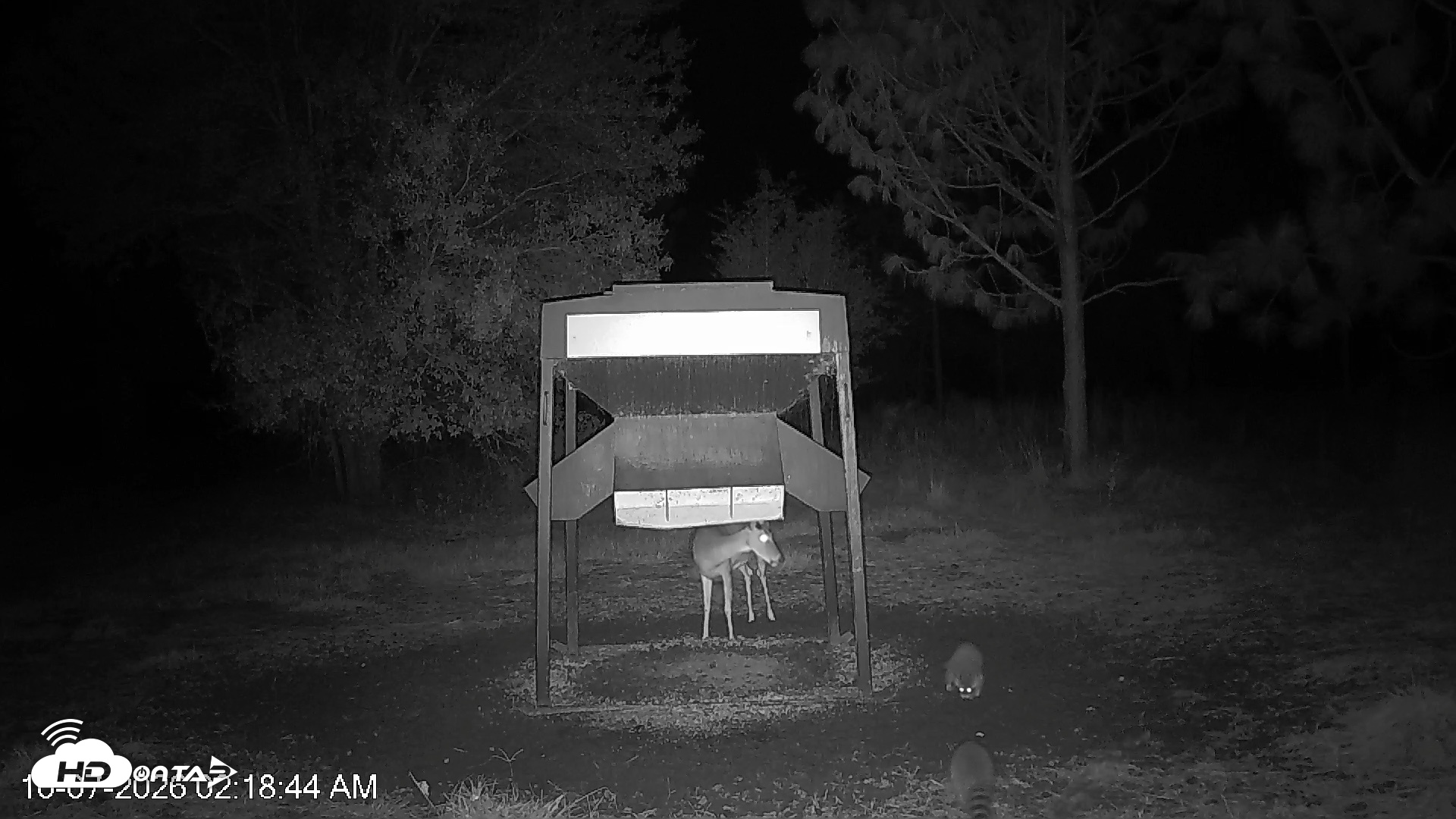 Snapshot of Leesburg Georgia Live Deer Feeder Webcam taken Oct 7, 2026, 2:18am EDT