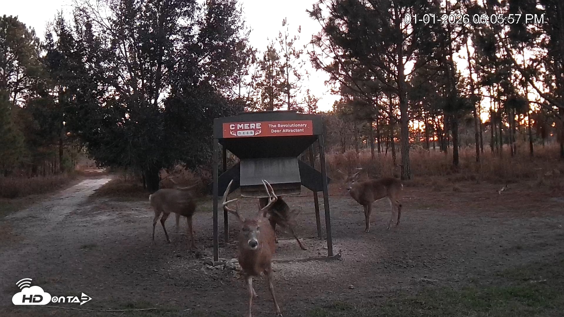 Snapshot of Leesburg Georgia Live Deer Feeder Webcam taken Jan 1, 2026, 6:07pm EST