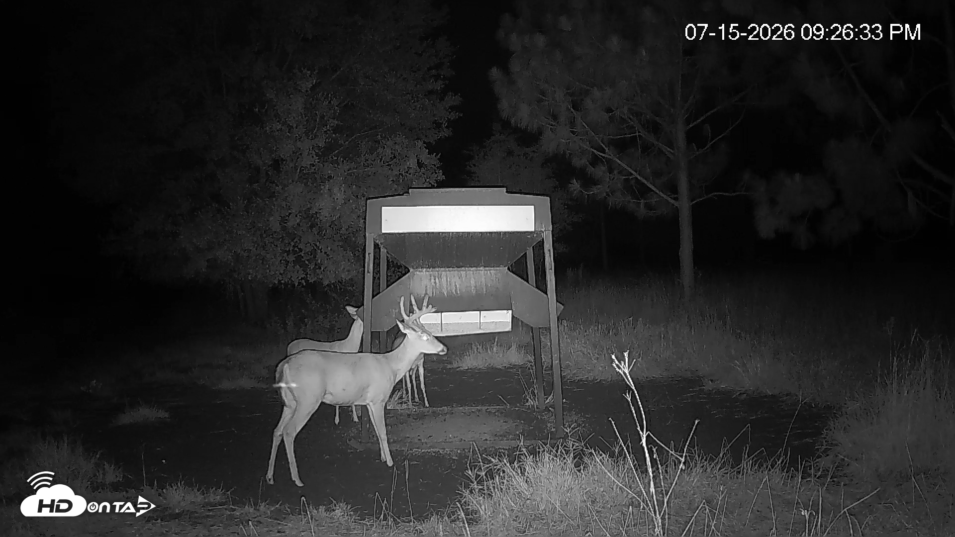 Snapshot of Leesburg Georgia Live Deer Feeder Webcam taken Jul 15, 2026, 9:26pm EDT