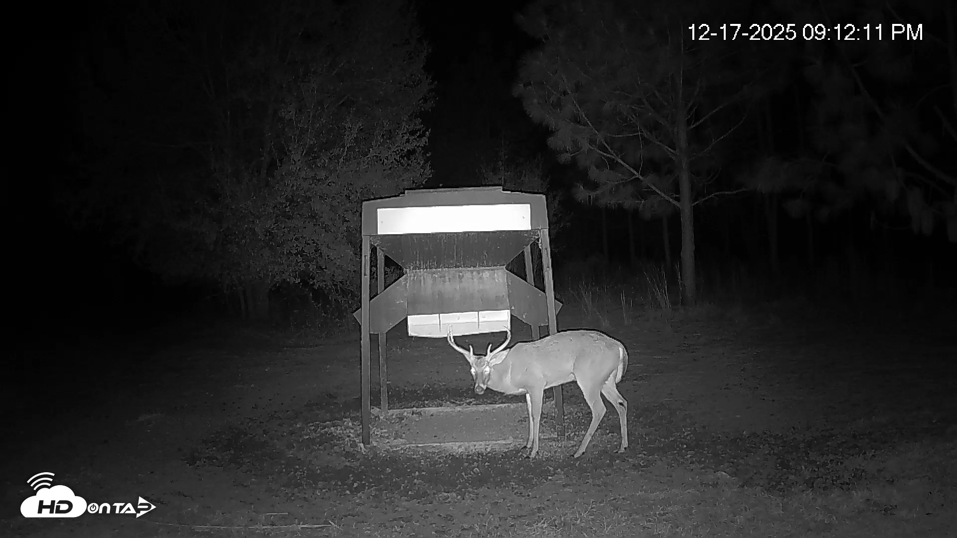 Snapshot of Leesburg Georgia Live Deer Feeder Webcam taken Dec 17, 2025, 9:12pm EST