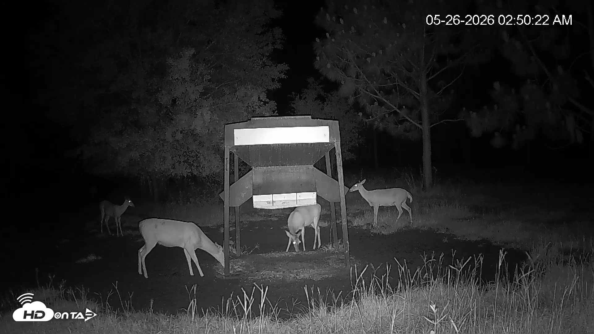 Snapshot of Leesburg Georgia Live Deer Feeder Webcam taken May 26, 2026, 2:50am EDT