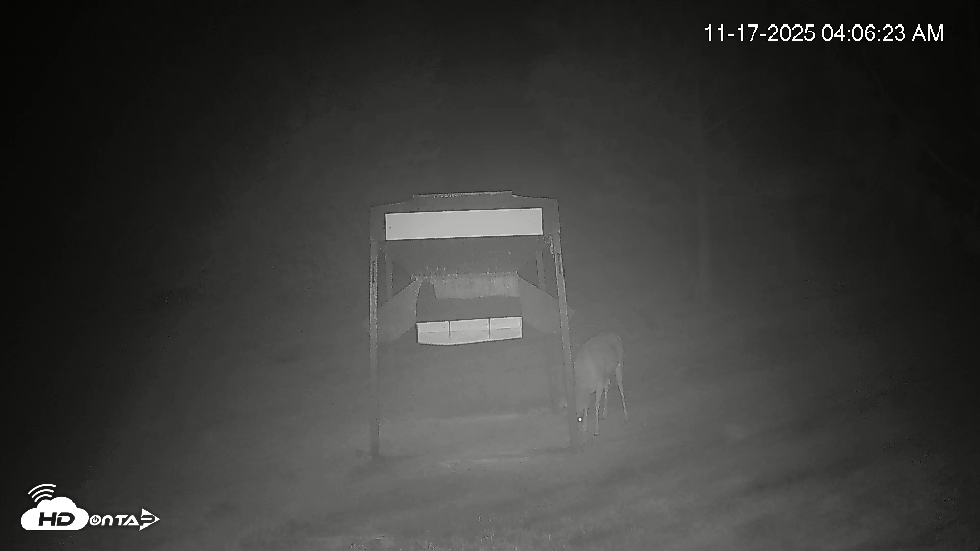 Snapshot of Leesburg Georgia Live Deer Feeder Webcam taken Nov 17, 2025, 4:06am EST