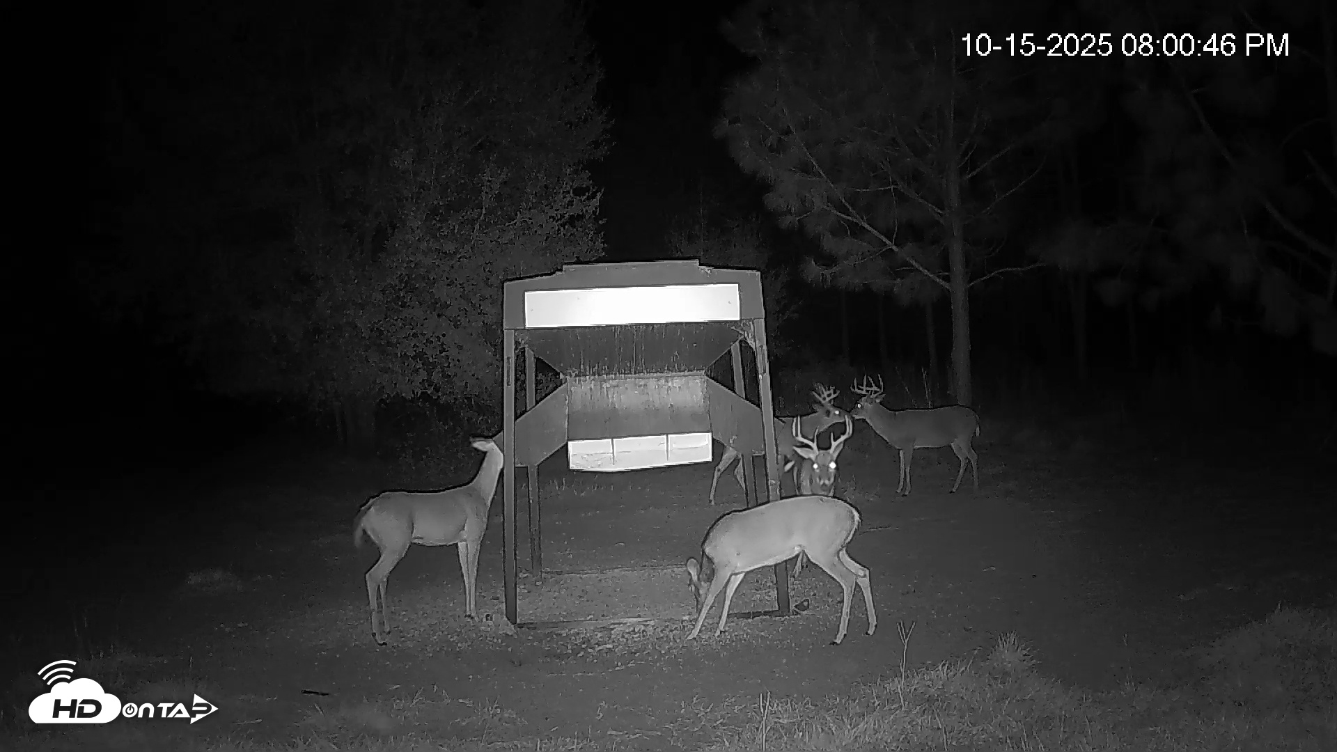 Snapshot of Leesburg Georgia Live Deer Feeder Webcam taken Oct 15, 2025, 8:01pm EDT
