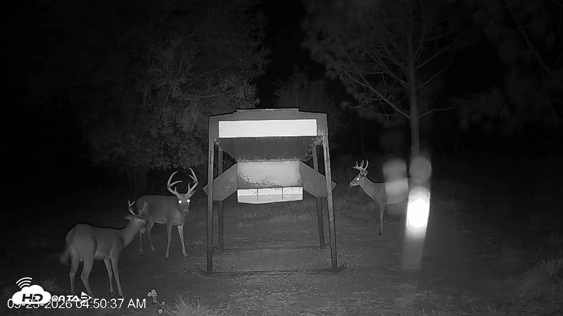 Snapshot of Leesburg Georgia Live Deer Feeder Webcam taken Sep 23, 2026, 4:50am EDT