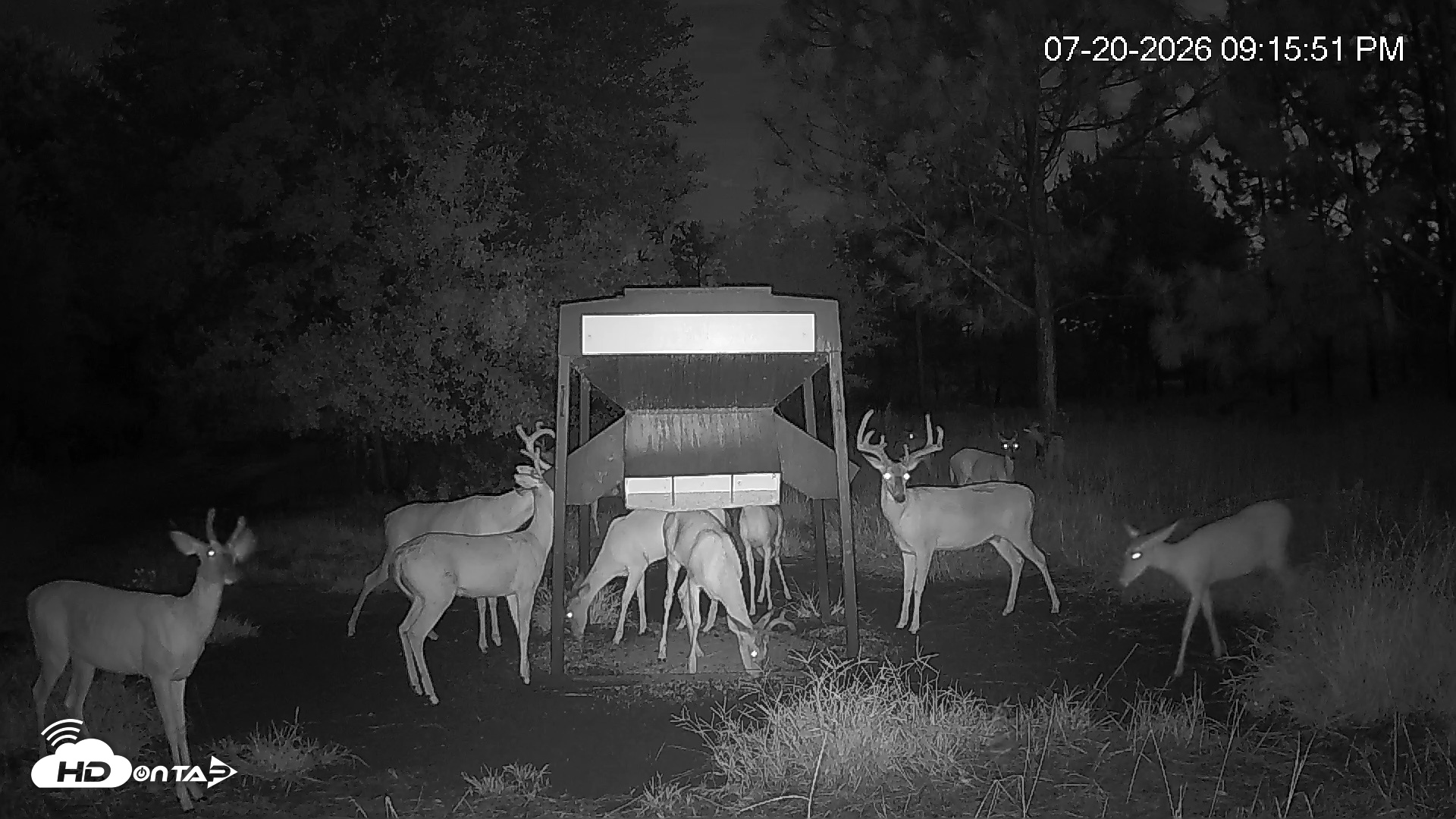Snapshot of Leesburg Georgia Live Deer Feeder Webcam taken Jul 20, 2026, 9:16pm EDT