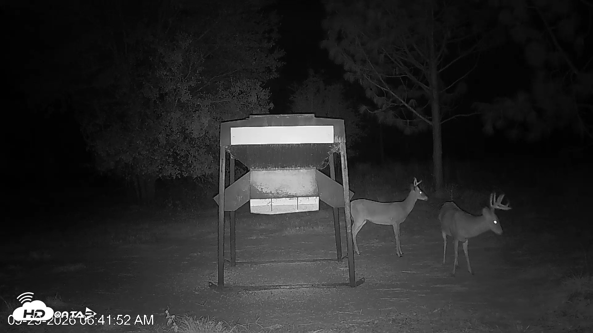 Snapshot of Leesburg Georgia Live Deer Feeder Webcam taken Sep 29, 2026, 6:41am EDT