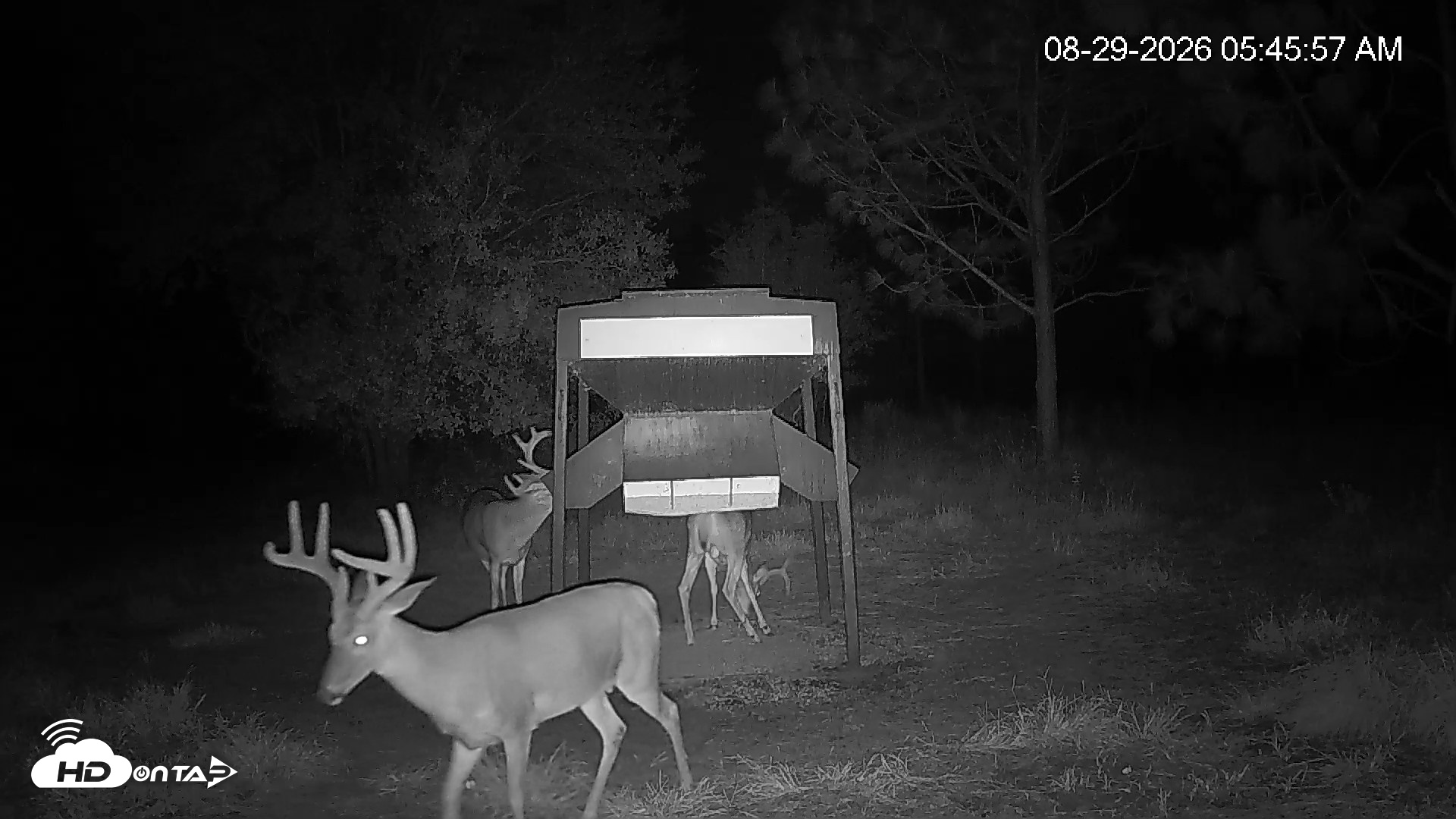 Snapshot of Leesburg Georgia Live Deer Feeder Webcam taken Aug 29, 2026, 5:45am EDT
