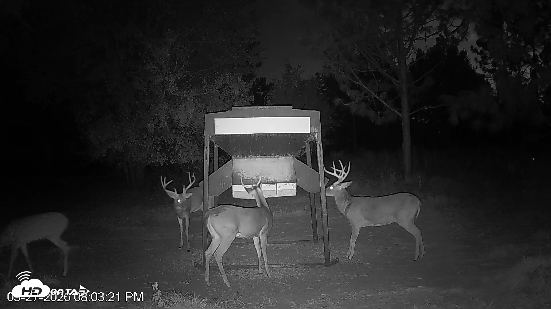 Snapshot of Leesburg Georgia Live Deer Feeder Webcam taken Sep 27, 2026, 8:03pm EDT