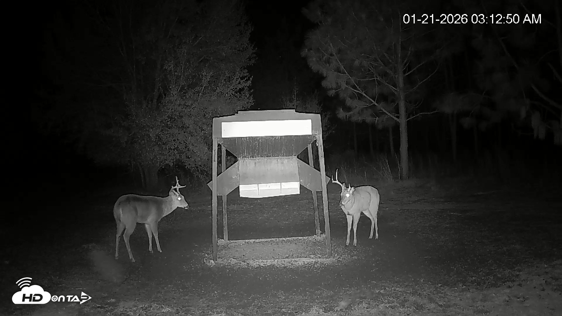 Snapshot of Leesburg Georgia Live Deer Feeder Webcam taken Jan 21, 2026, 3:12am EST