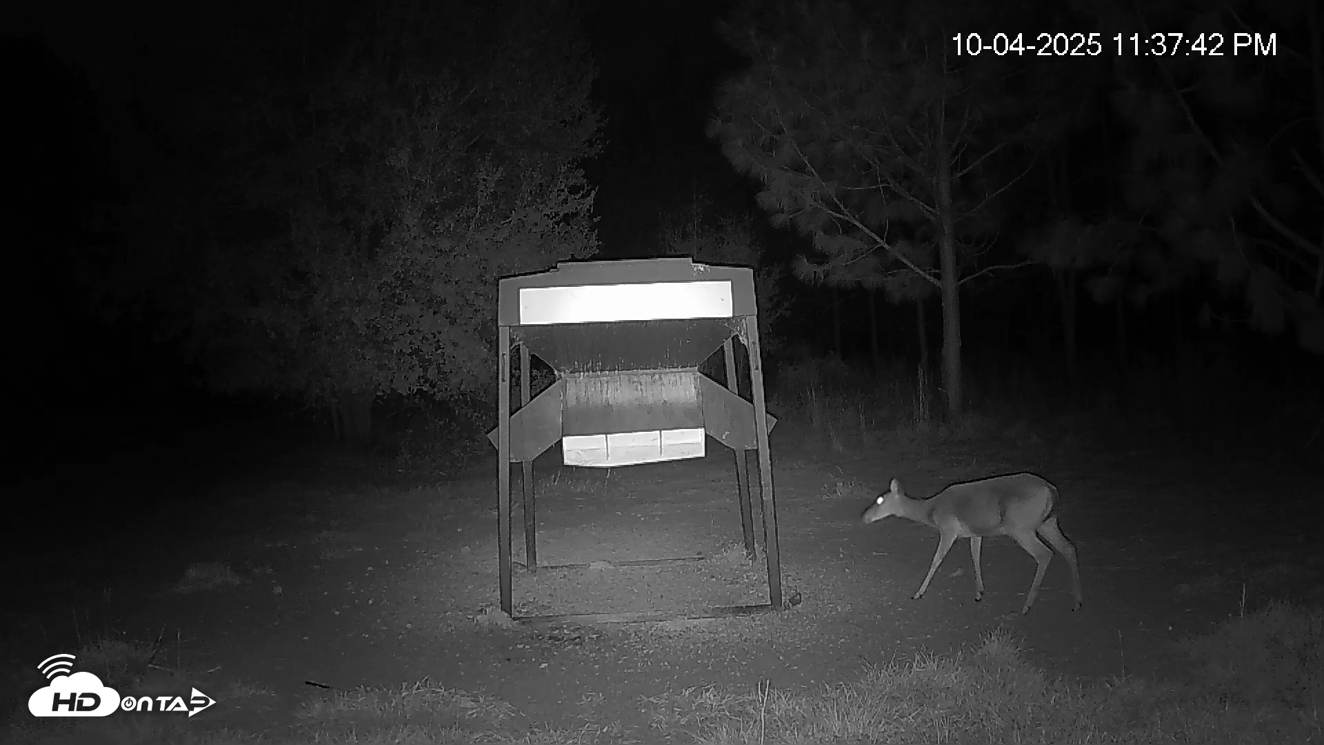 Snapshot of Leesburg Georgia Live Deer Feeder Webcam taken Oct 4, 2025, 11:37pm EDT