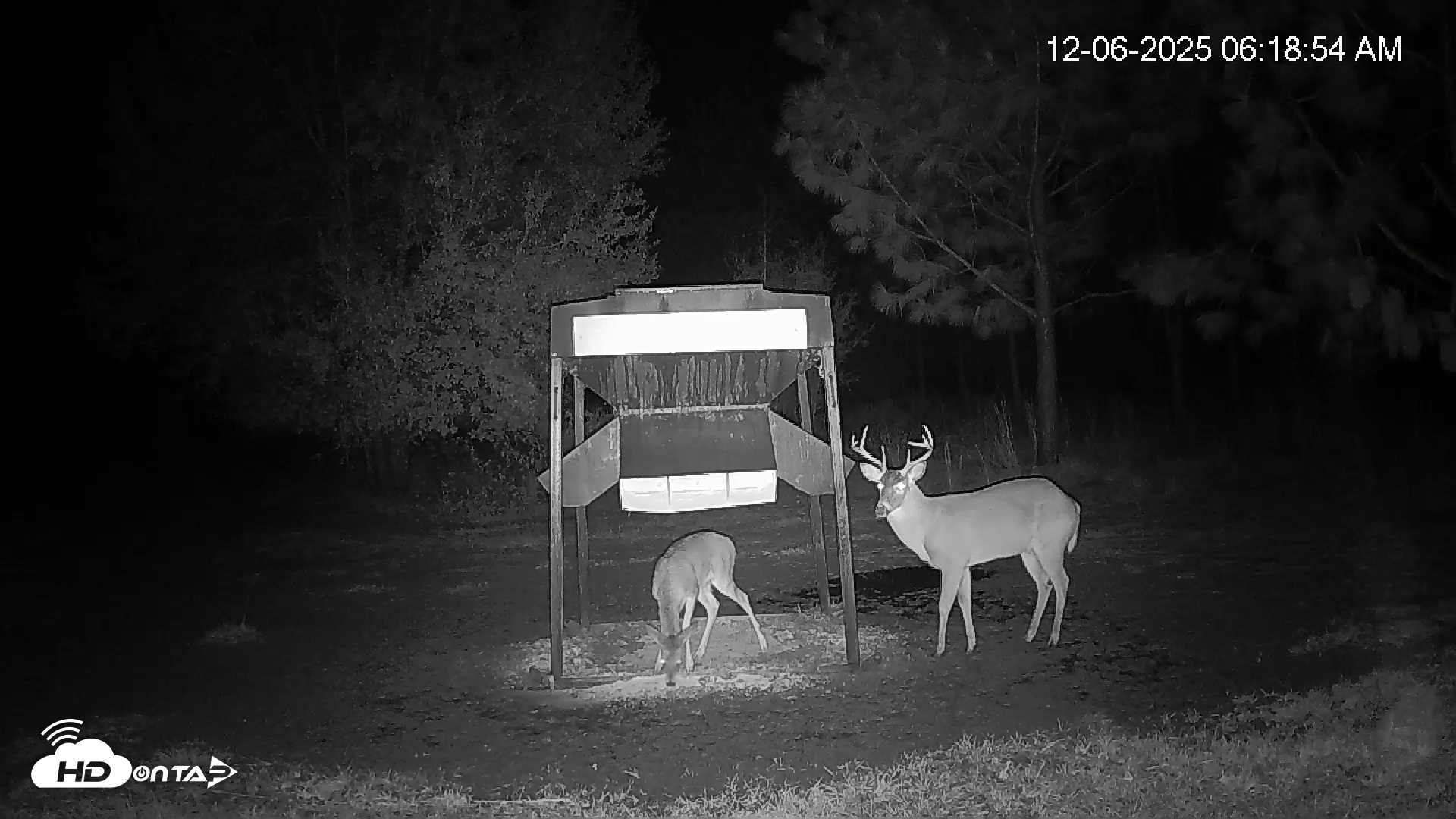 Snapshot of Leesburg Georgia Live Deer Feeder Webcam taken Dec 6, 2025, 6:18am EST