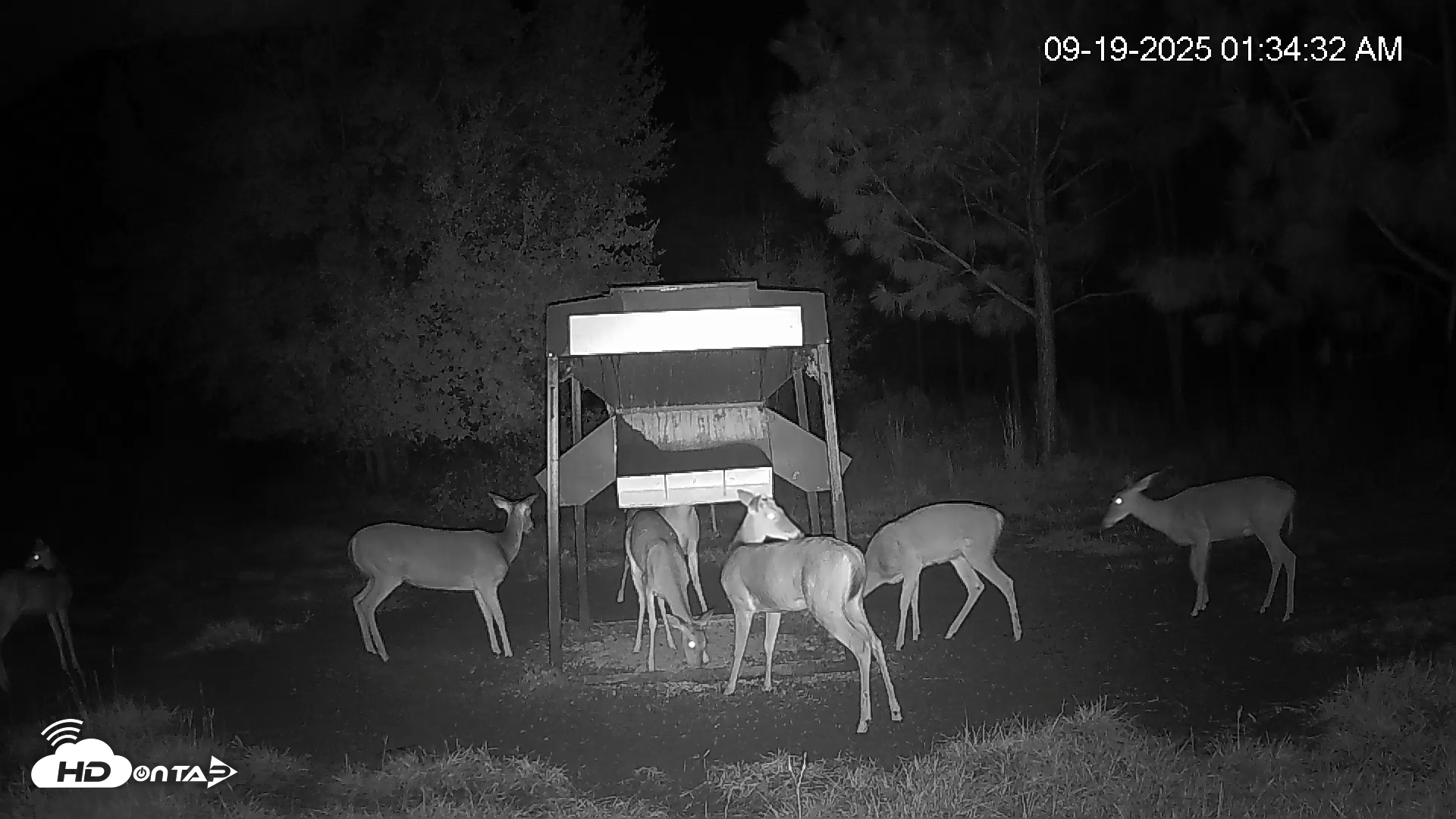 Snapshot of Leesburg Georgia Live Deer Feeder Webcam taken Sep 19, 2025, 1:34am EDT