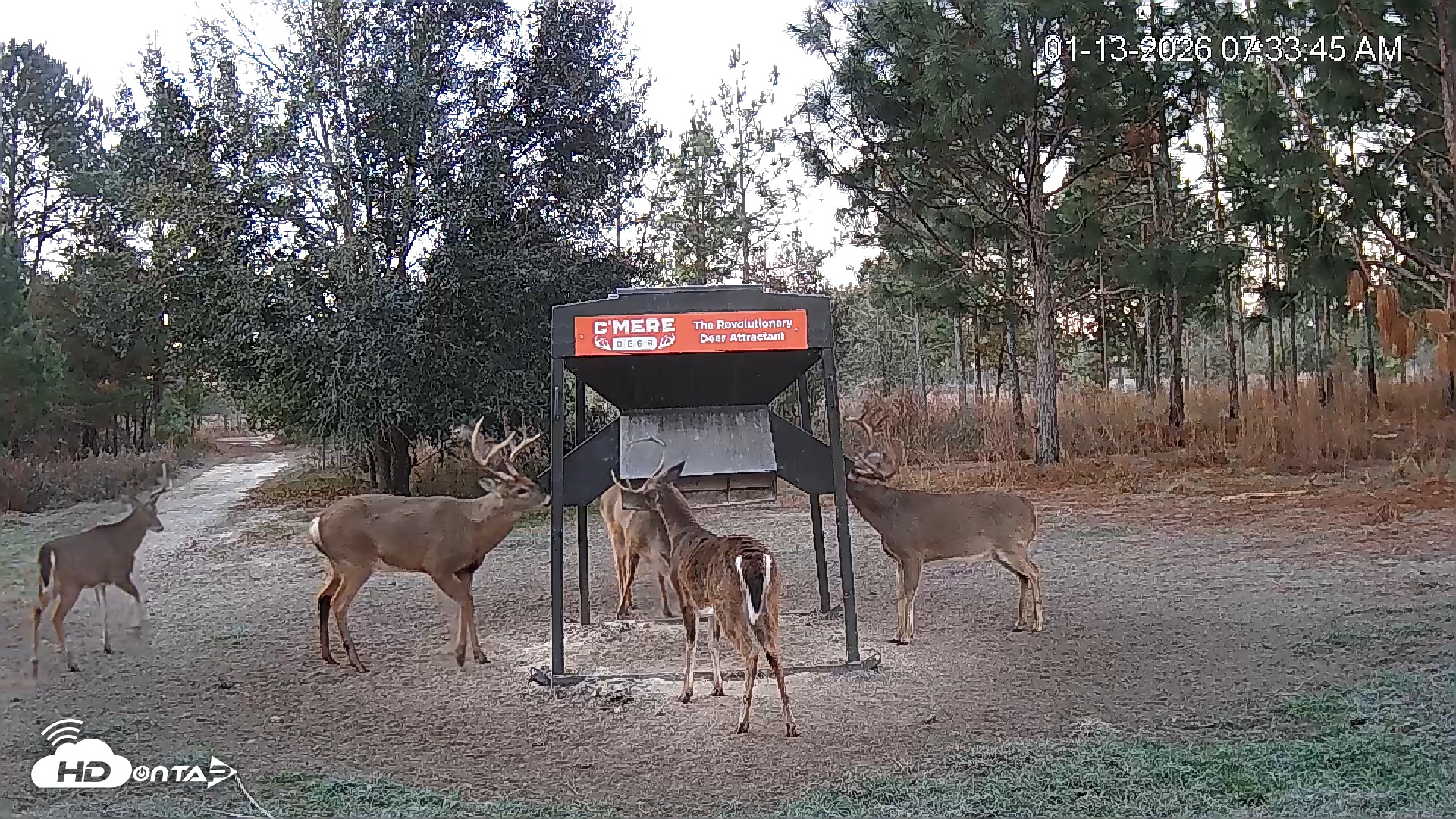 Snapshot of Leesburg Georgia Live Deer Feeder Webcam taken Jan 13, 2026, 7:34am EST