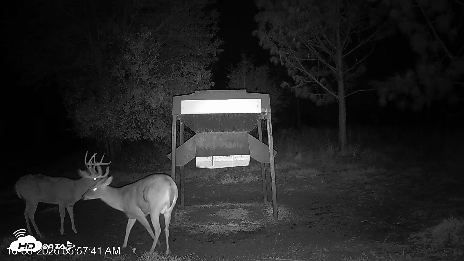 Snapshot of Leesburg Georgia Live Deer Feeder Webcam taken Oct 6, 2026, 5:57am EDT