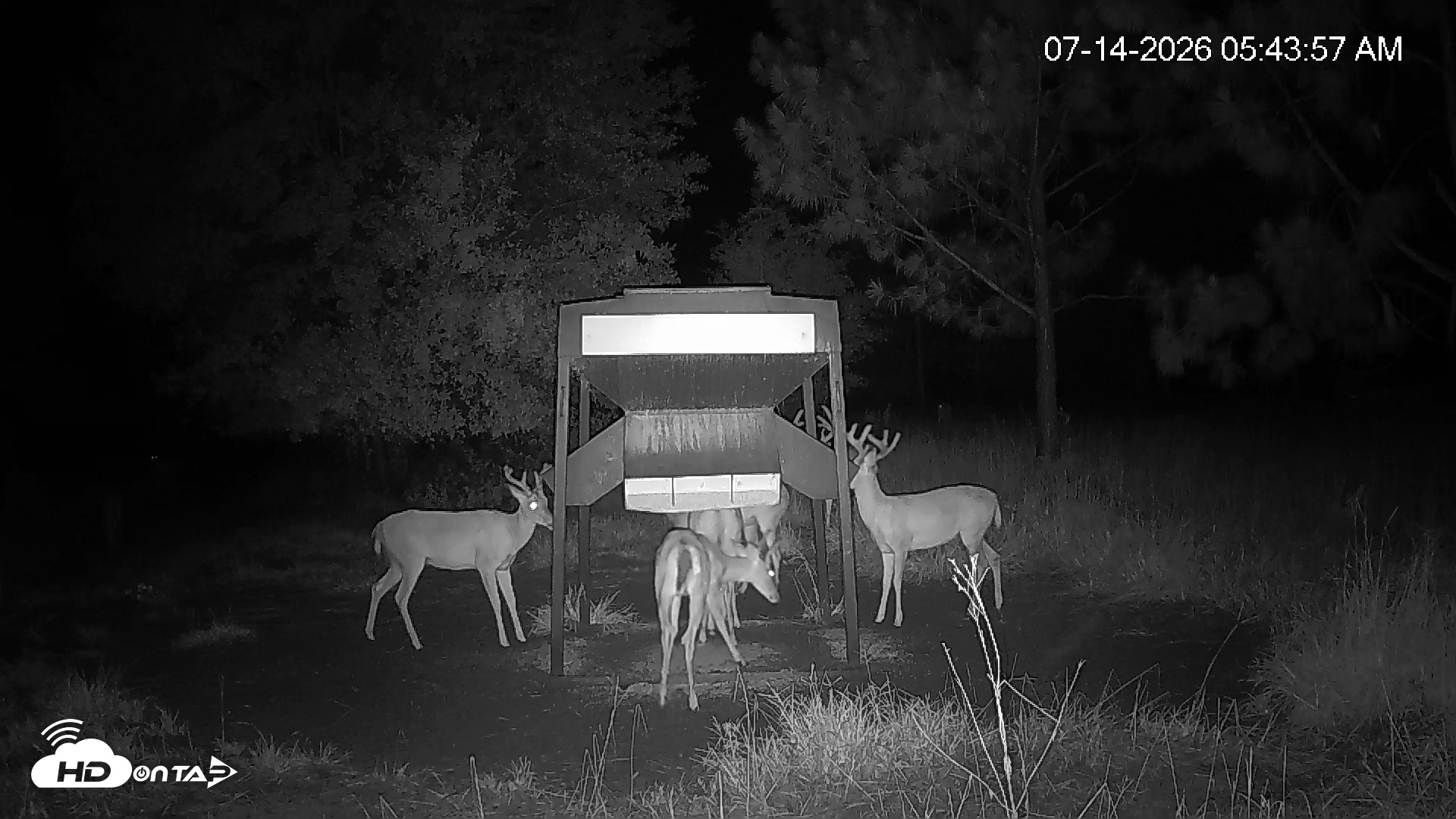 Snapshot of Leesburg Georgia Live Deer Feeder Webcam taken Jul 14, 2026, 5:43am EDT