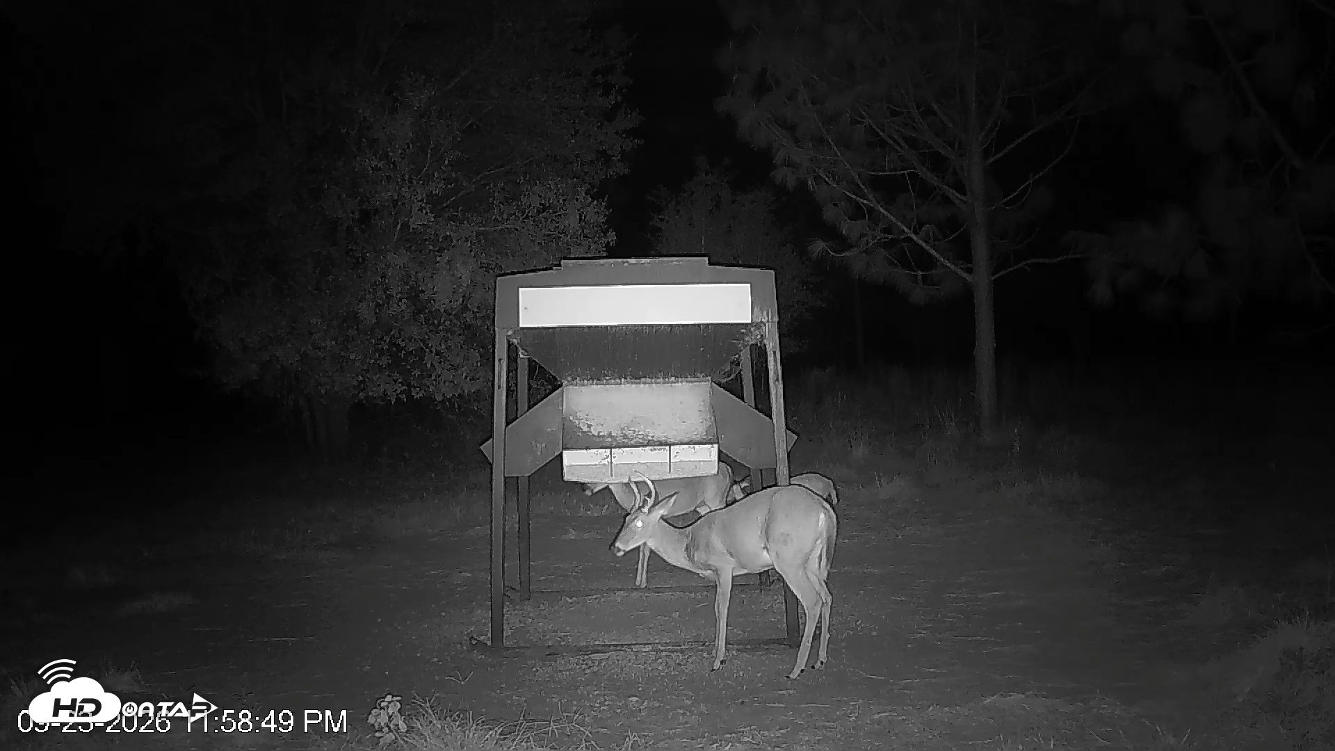 Snapshot of Leesburg Georgia Live Deer Feeder Webcam taken Sep 23, 2026, 11:59pm EDT