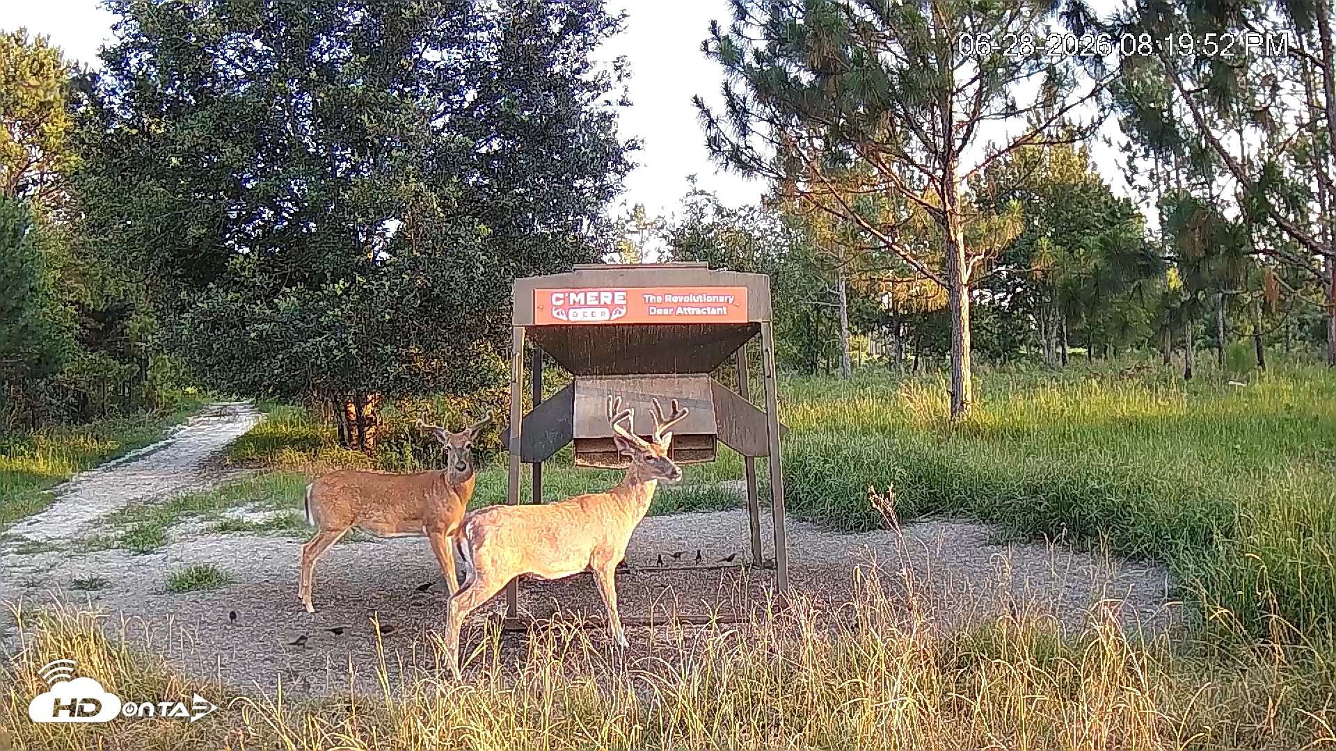 Snapshot of Leesburg Georgia Live Deer Feeder Webcam taken Jun 28, 2026, 8:20pm EDT