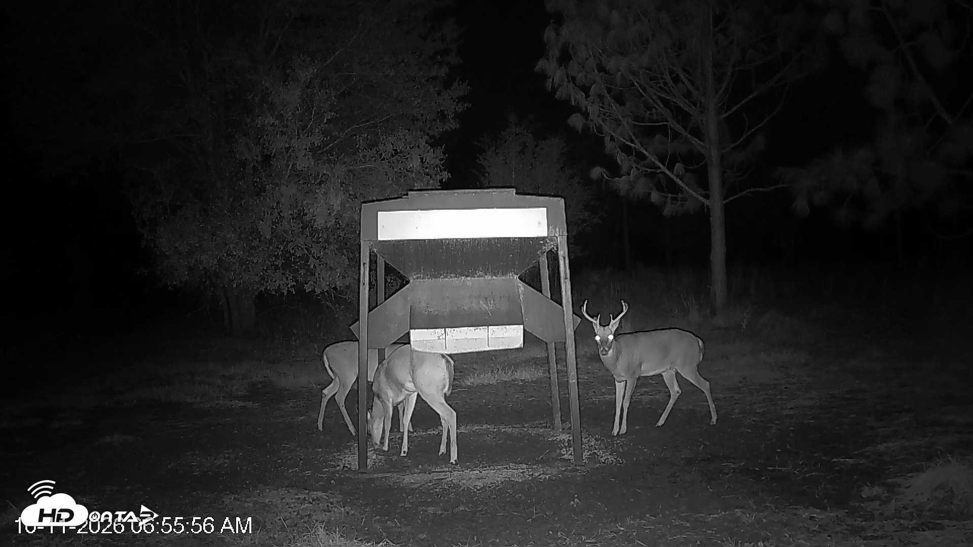 Snapshot of Leesburg Georgia Live Deer Feeder Webcam taken Oct 11, 2026, 6:55am EDT