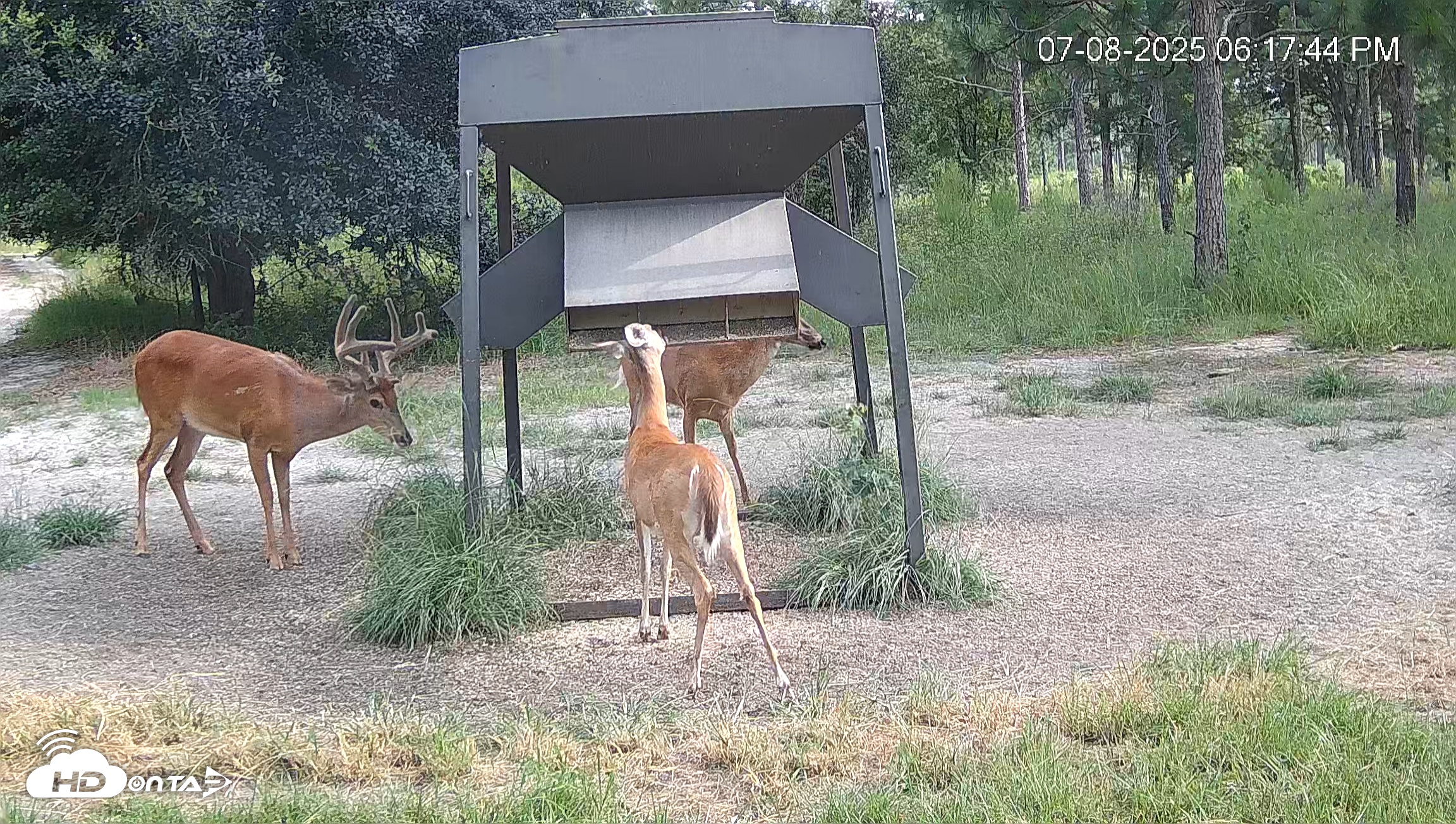 Snapshot of Leesburg Georgia Live Deer Feeder Webcam taken Jul 8, 2025, 6:19pm EDT