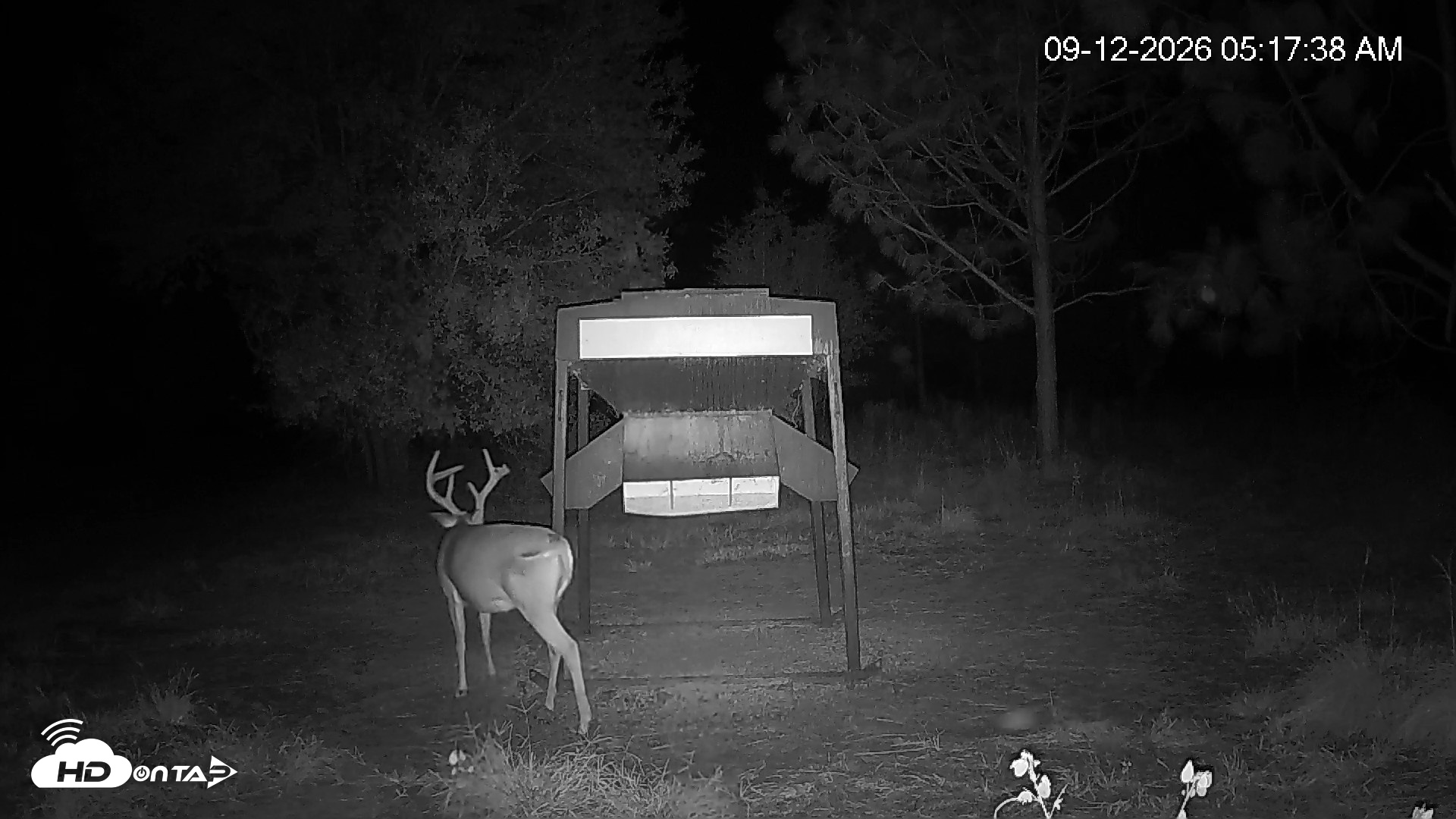 Snapshot of Leesburg Georgia Live Deer Feeder Webcam taken Sep 12, 2026, 5:18am EDT