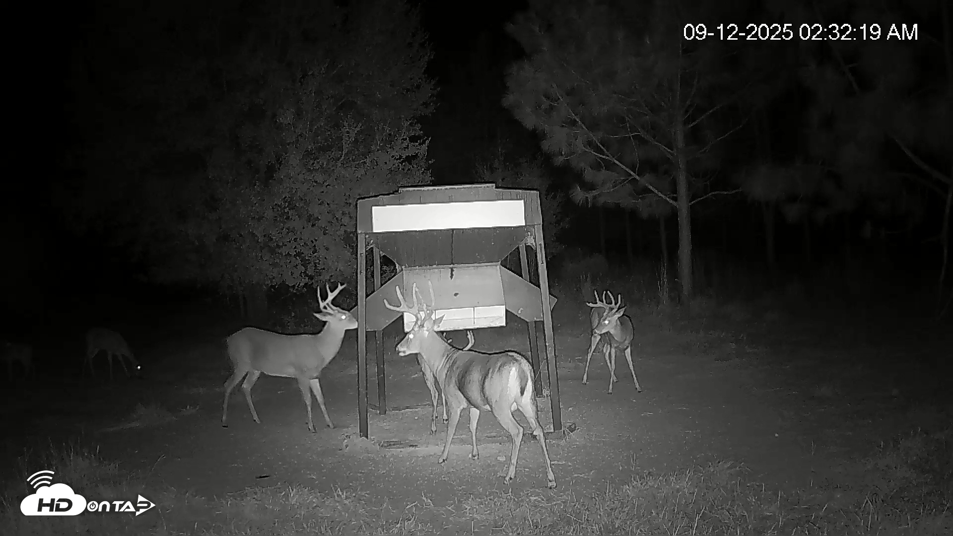 Snapshot of Leesburg Georgia Live Deer Feeder Webcam taken Sep 12, 2025, 2:32am EDT