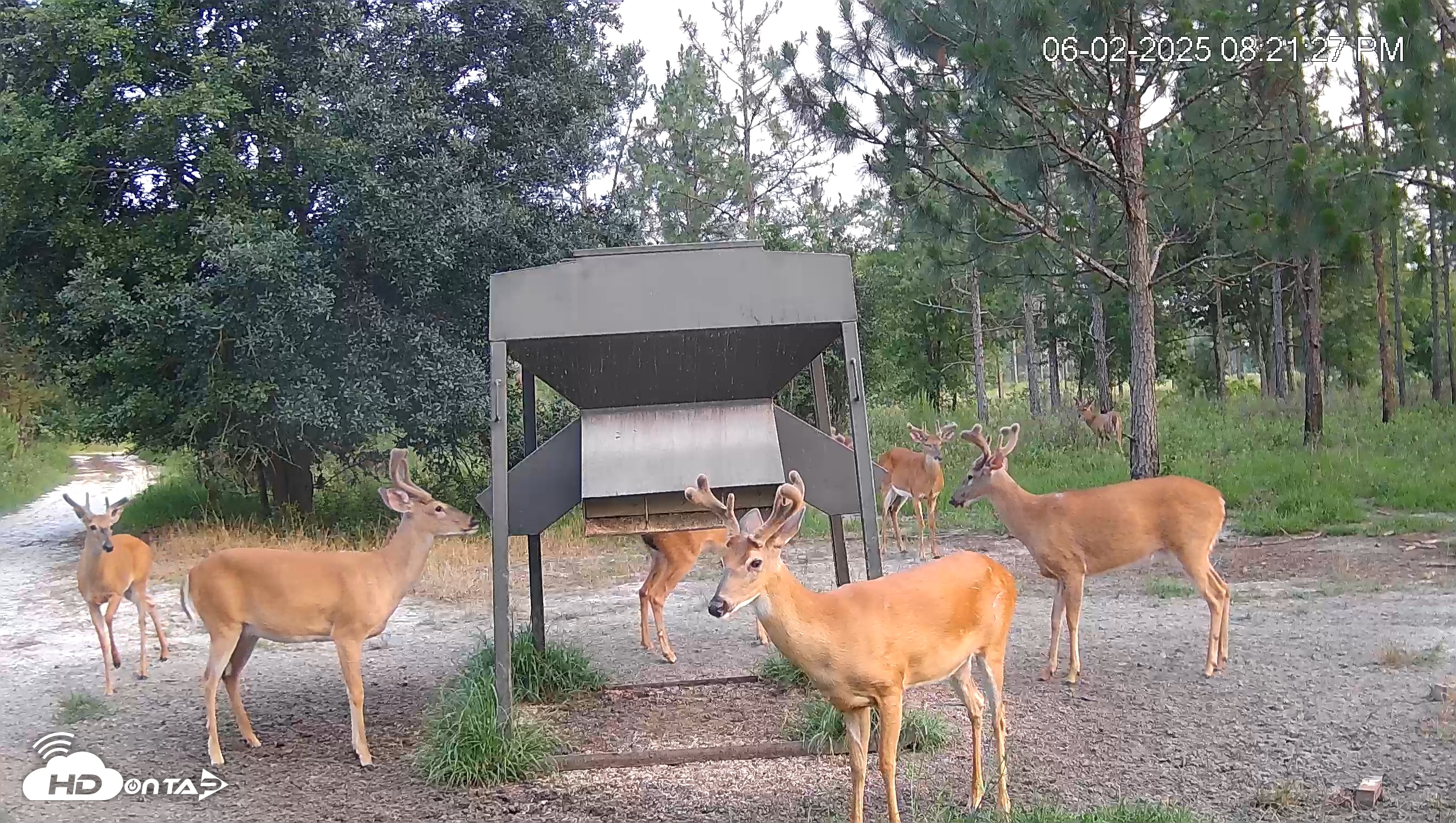 Snapshot of Leesburg Georgia Live Deer Feeder Webcam taken Jun 2, 2025, 8:22pm EDT