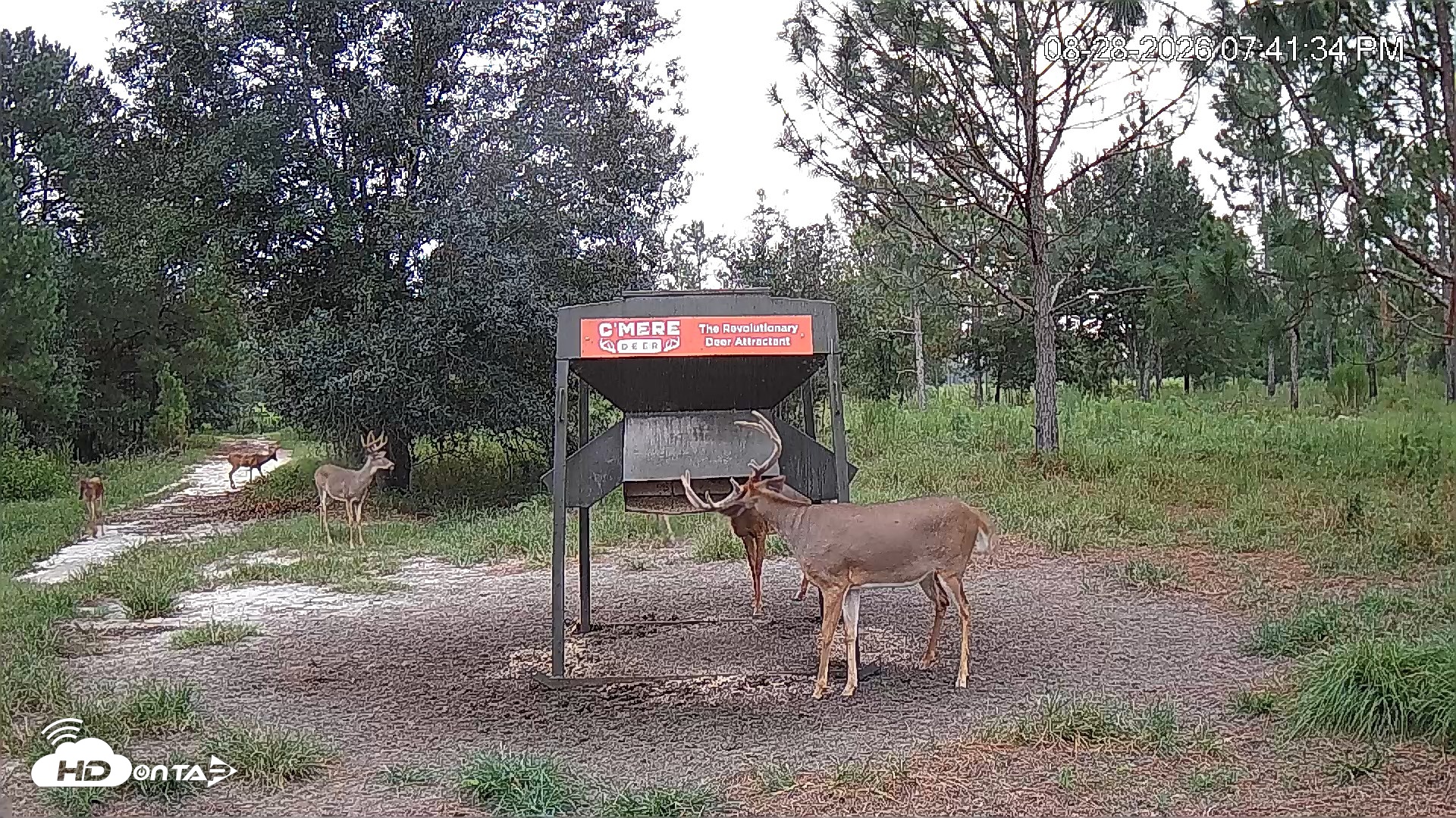 Snapshot of Leesburg Georgia Live Deer Feeder Webcam taken Aug 28, 2026, 7:41pm EDT
