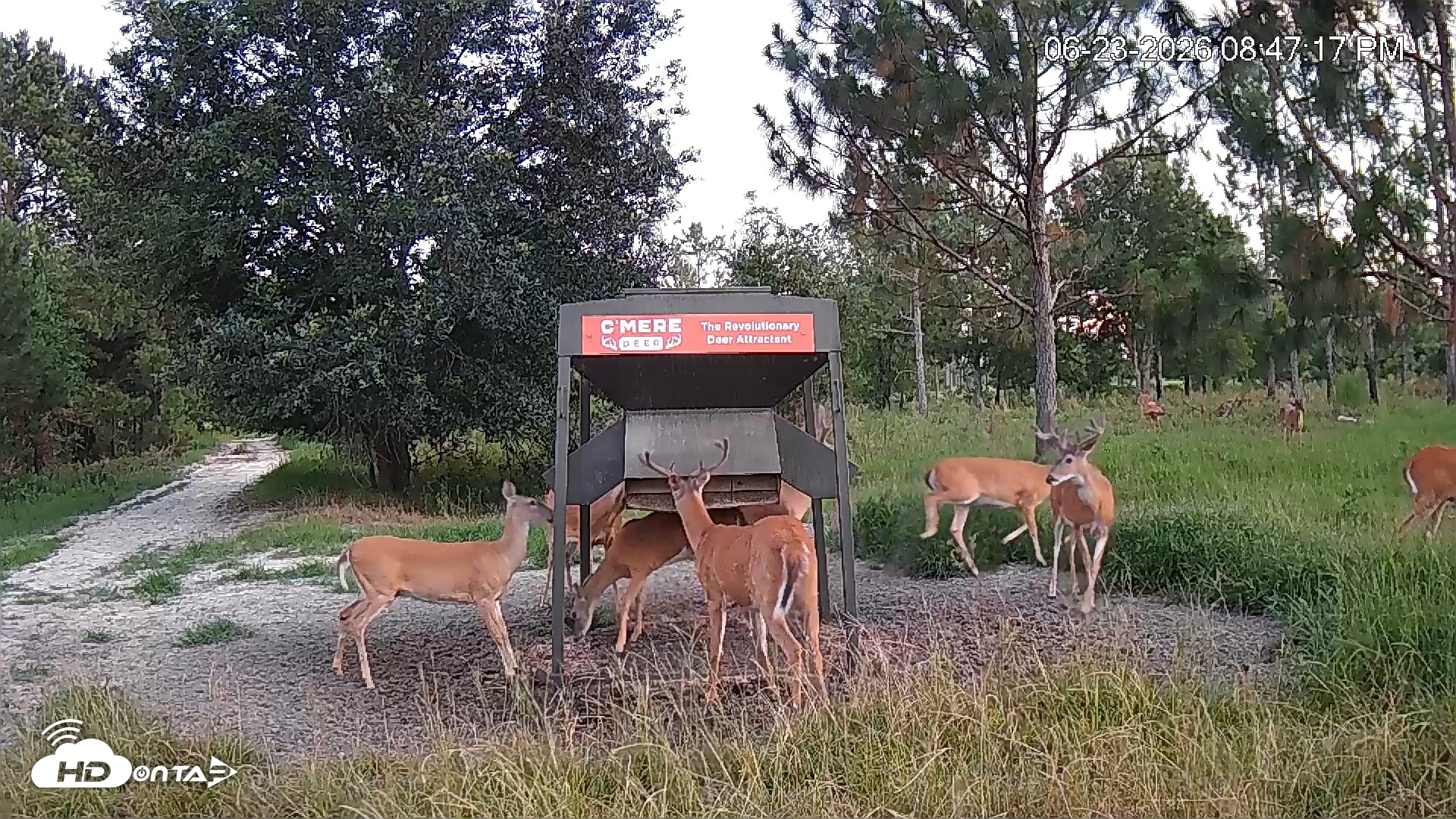 Snapshot of Leesburg Georgia Live Deer Feeder Webcam taken Jun 23, 2026, 8:47pm EDT