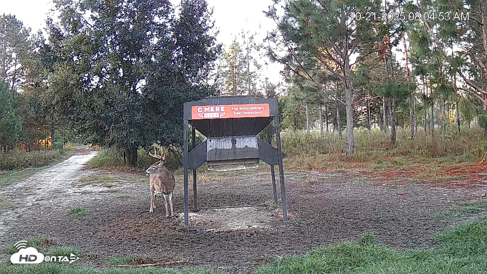 Snapshot of Leesburg Georgia Live Deer Feeder Webcam taken Oct 21, 2025, 8:05am EDT