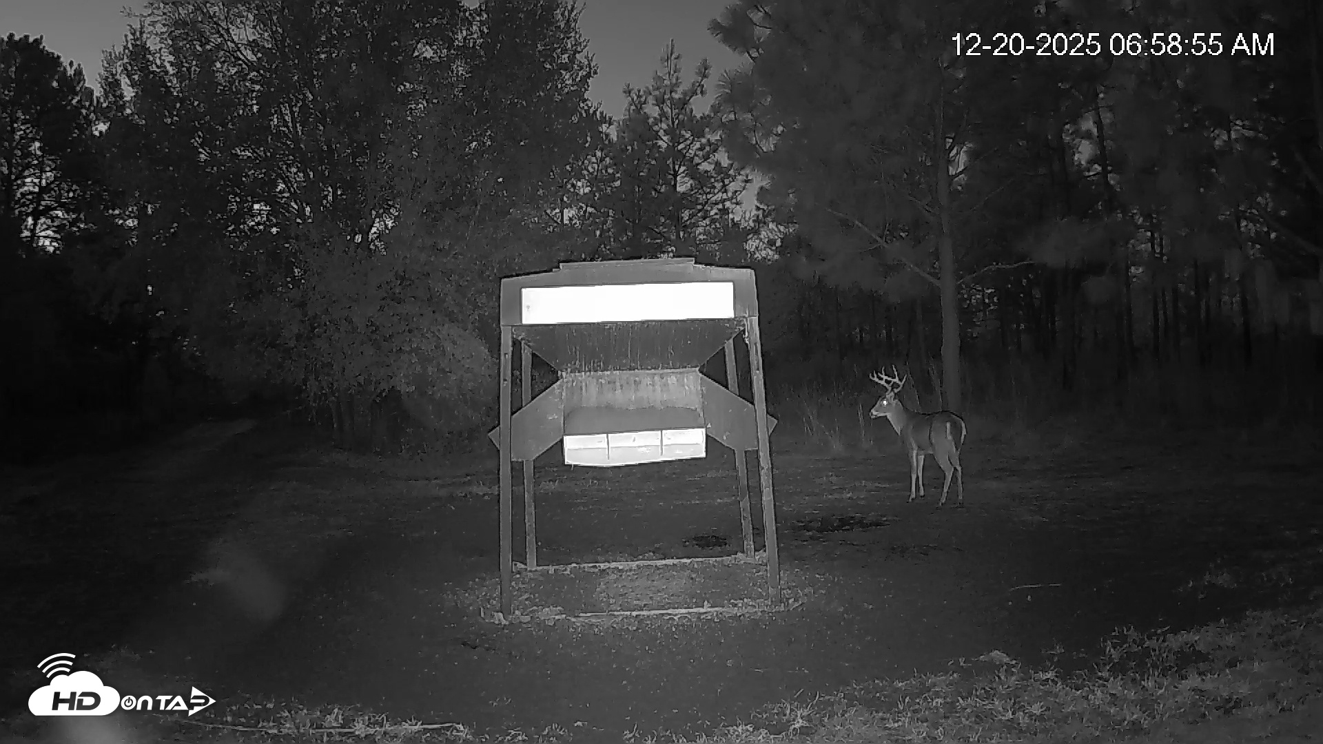 Snapshot of Leesburg Georgia Live Deer Feeder Webcam taken Dec 20, 2025, 6:59am EST