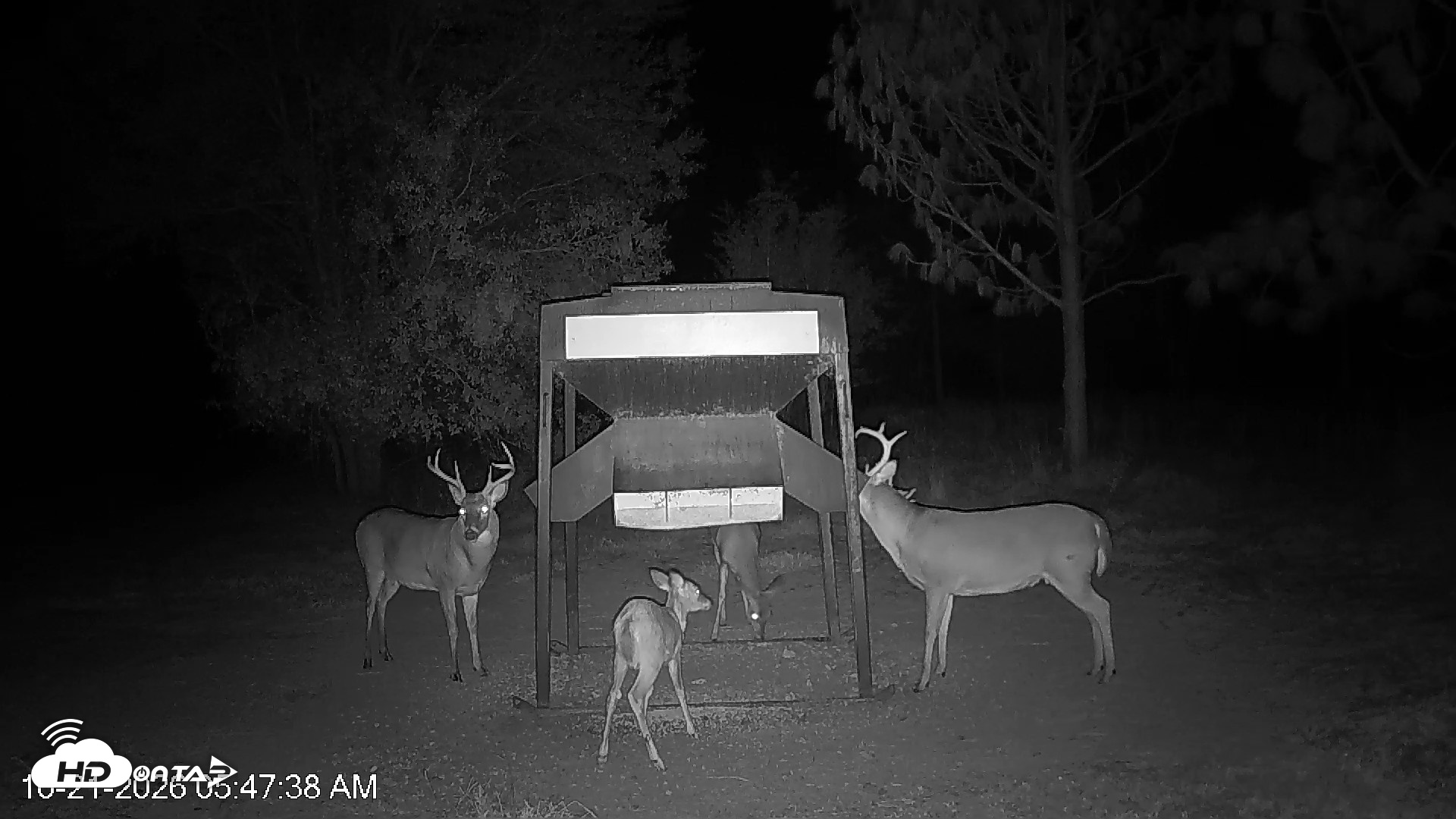 Snapshot of Leesburg Georgia Live Deer Feeder Webcam taken Oct 21, 2026, 5:48am EDT