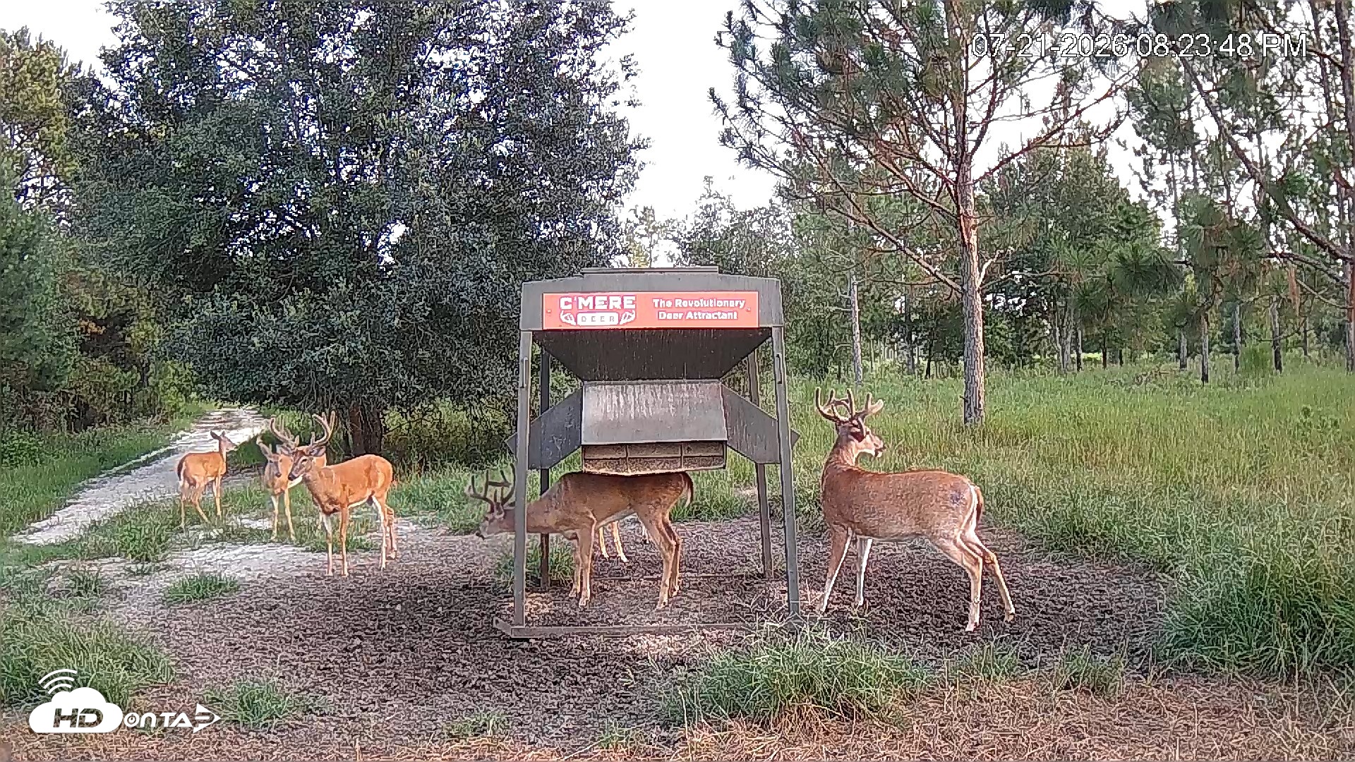 Snapshot of Leesburg Georgia Live Deer Feeder Webcam taken Jul 21, 2026, 8:24pm EDT