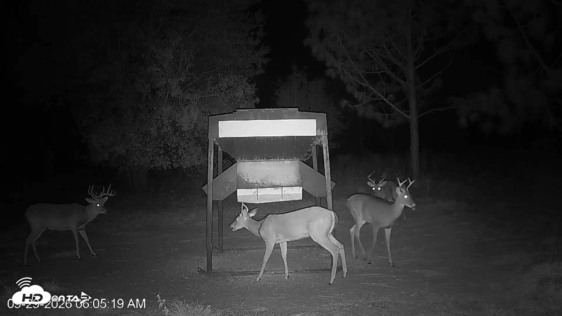 Snapshot of Leesburg Georgia Live Deer Feeder Webcam taken Sep 29, 2026, 6:05am EDT