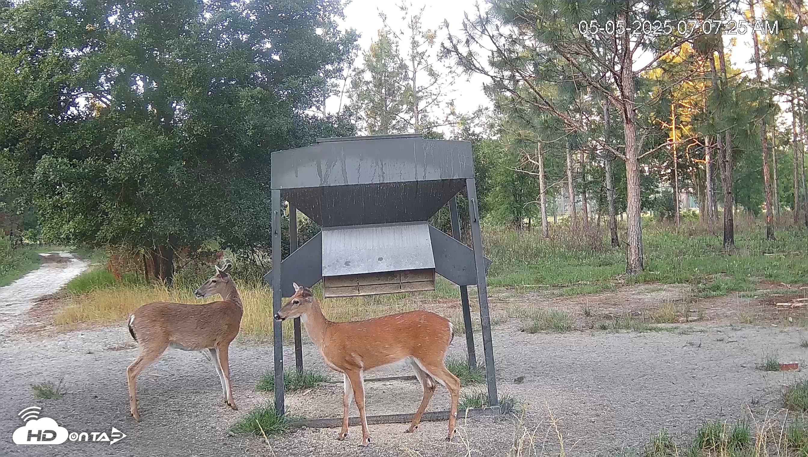 Snapshot of Leesburg Georgia Live Deer Feeder Webcam taken May 5, 2025, 7:08am EDT