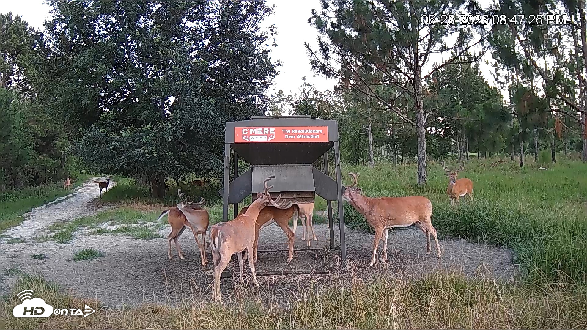 Snapshot of Leesburg Georgia Live Deer Feeder Webcam taken Jun 28, 2026, 8:47pm EDT