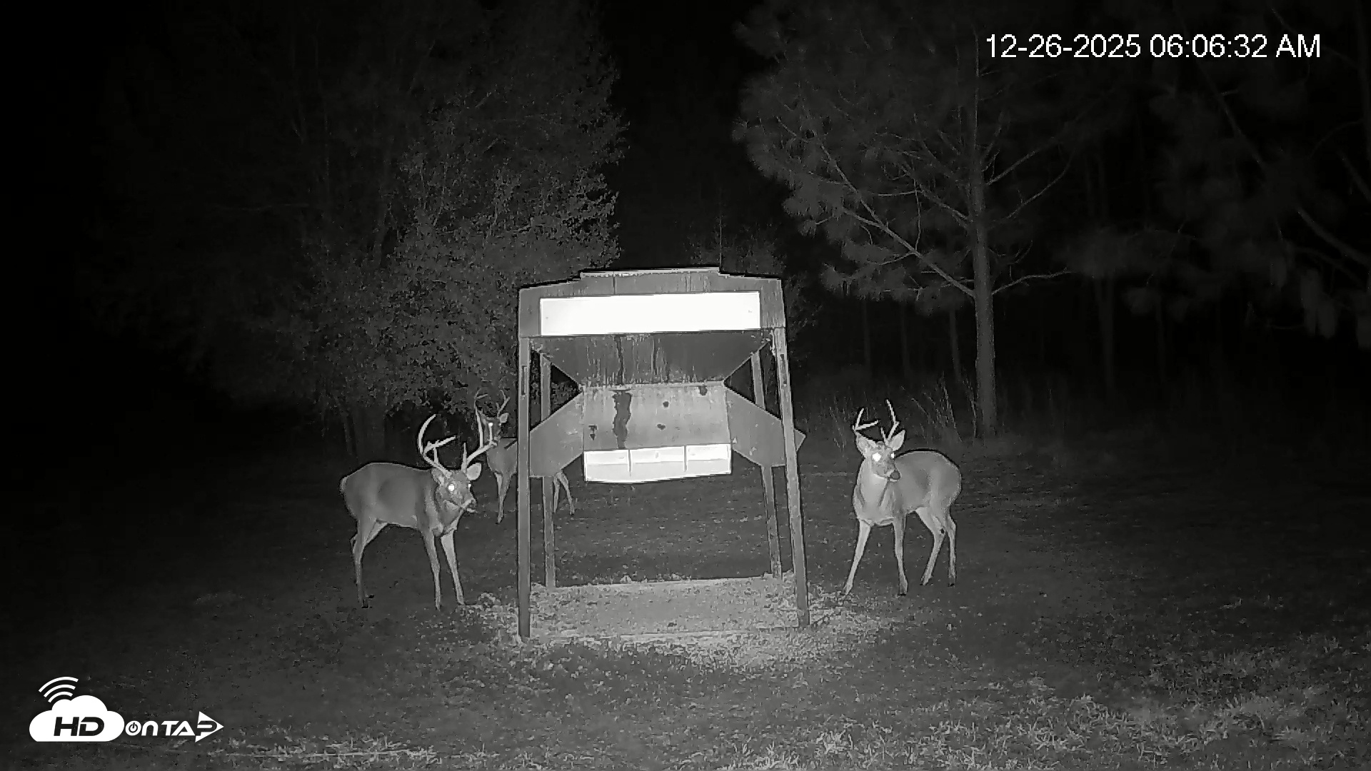 Snapshot of Leesburg Georgia Live Deer Feeder Webcam taken Dec 26, 2025, 6:06am EST