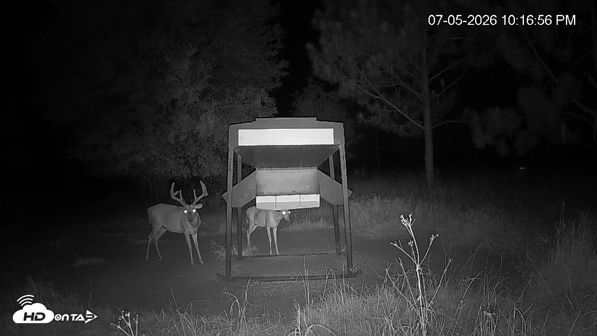 Snapshot of Leesburg Georgia Live Deer Feeder Webcam taken Jul 5, 2026, 10:16pm EDT