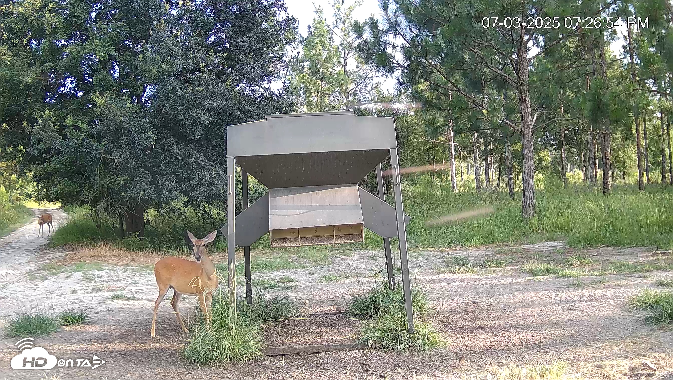 Snapshot of Leesburg Georgia Live Deer Feeder Webcam taken Jul 3, 2025, 7:26pm EDT