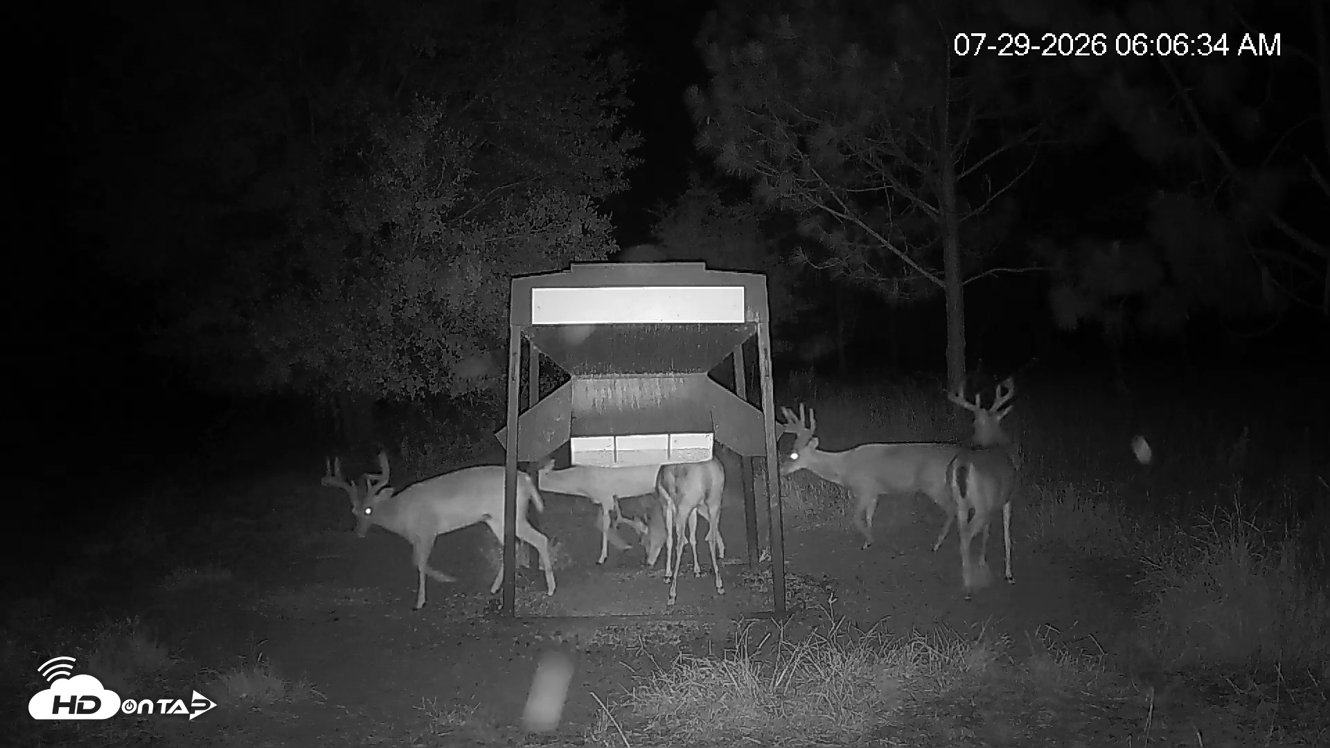 Snapshot of Leesburg Georgia Live Deer Feeder Webcam taken Jul 29, 2026, 6:07am EDT