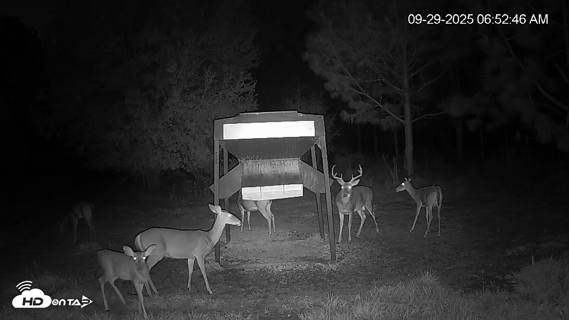 Snapshot of Leesburg Georgia Live Deer Feeder Webcam taken Sep 29, 2025, 6:52am EDT
