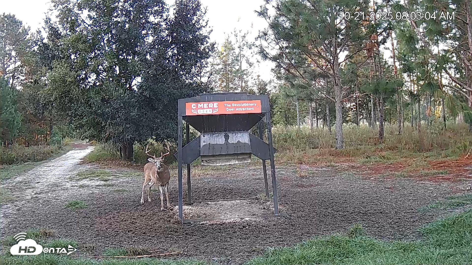 Snapshot of Leesburg Georgia Live Deer Feeder Webcam taken Oct 21, 2025, 8:03am EDT
