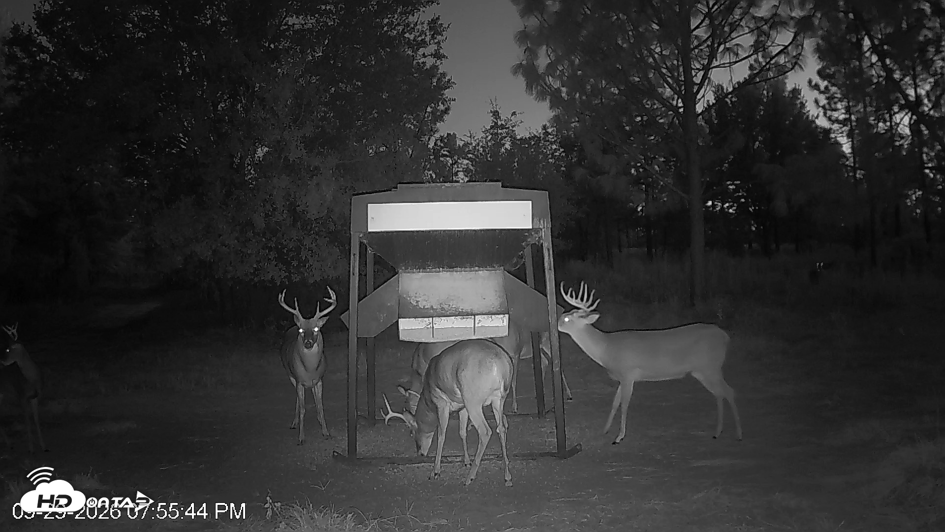 Snapshot of Leesburg Georgia Live Deer Feeder Webcam taken Sep 29, 2026, 7:55pm EDT