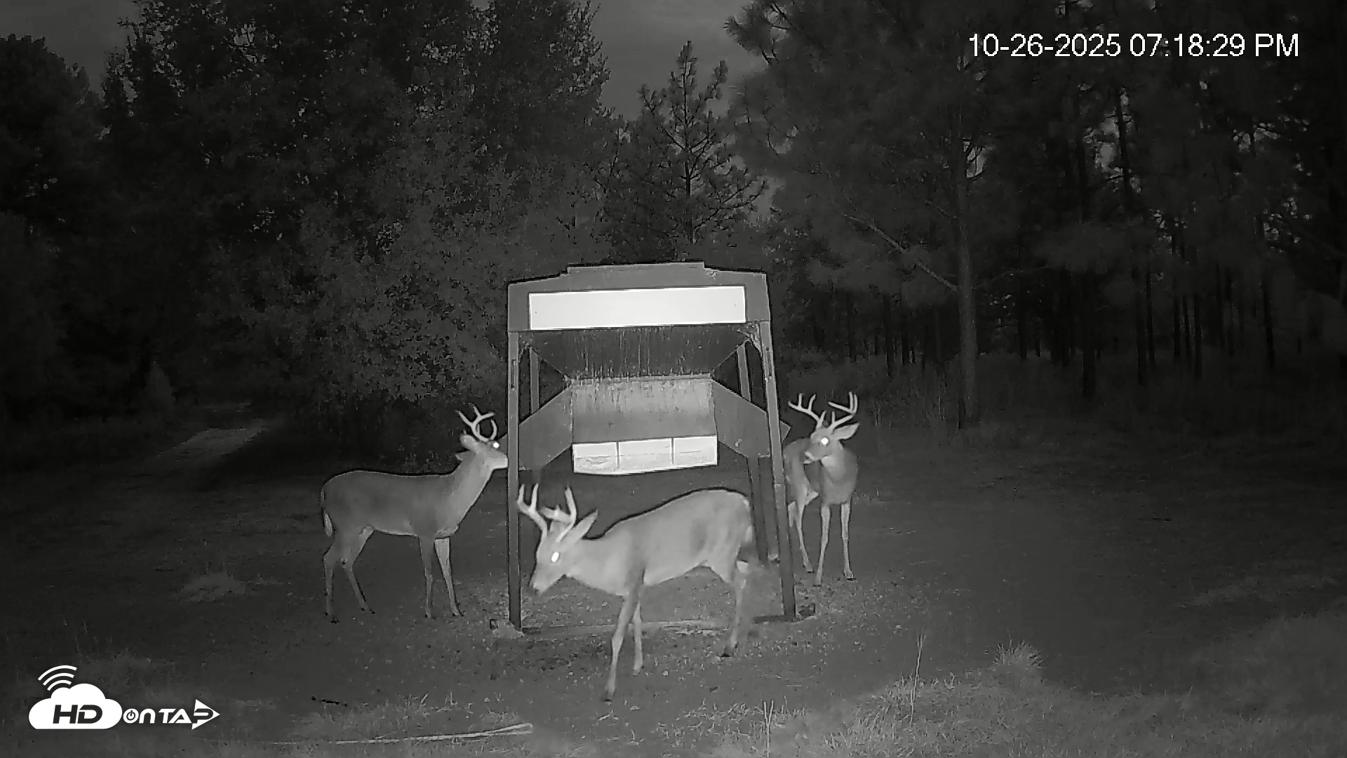 Snapshot of Leesburg Georgia Live Deer Feeder Webcam taken Oct 26, 2025, 7:18pm EDT