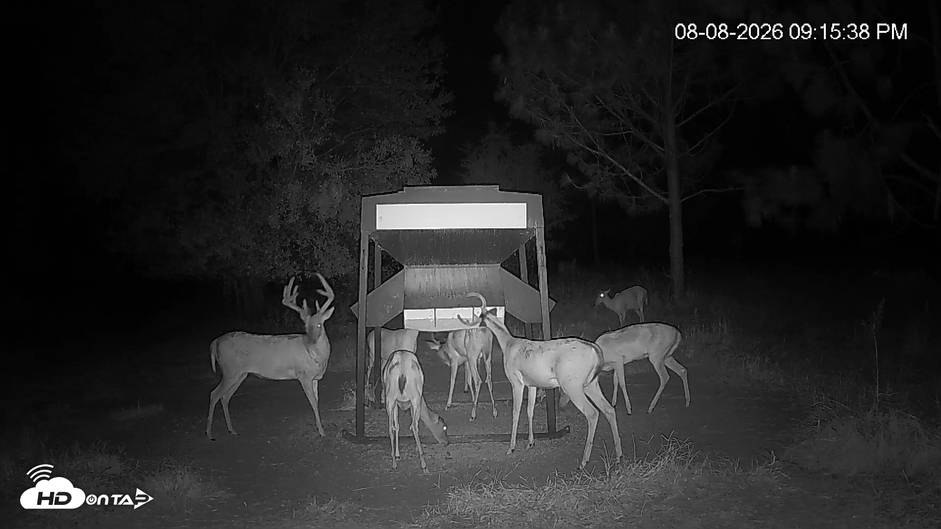 Snapshot of Leesburg Georgia Live Deer Feeder Webcam taken Aug 8, 2026, 9:15pm EDT