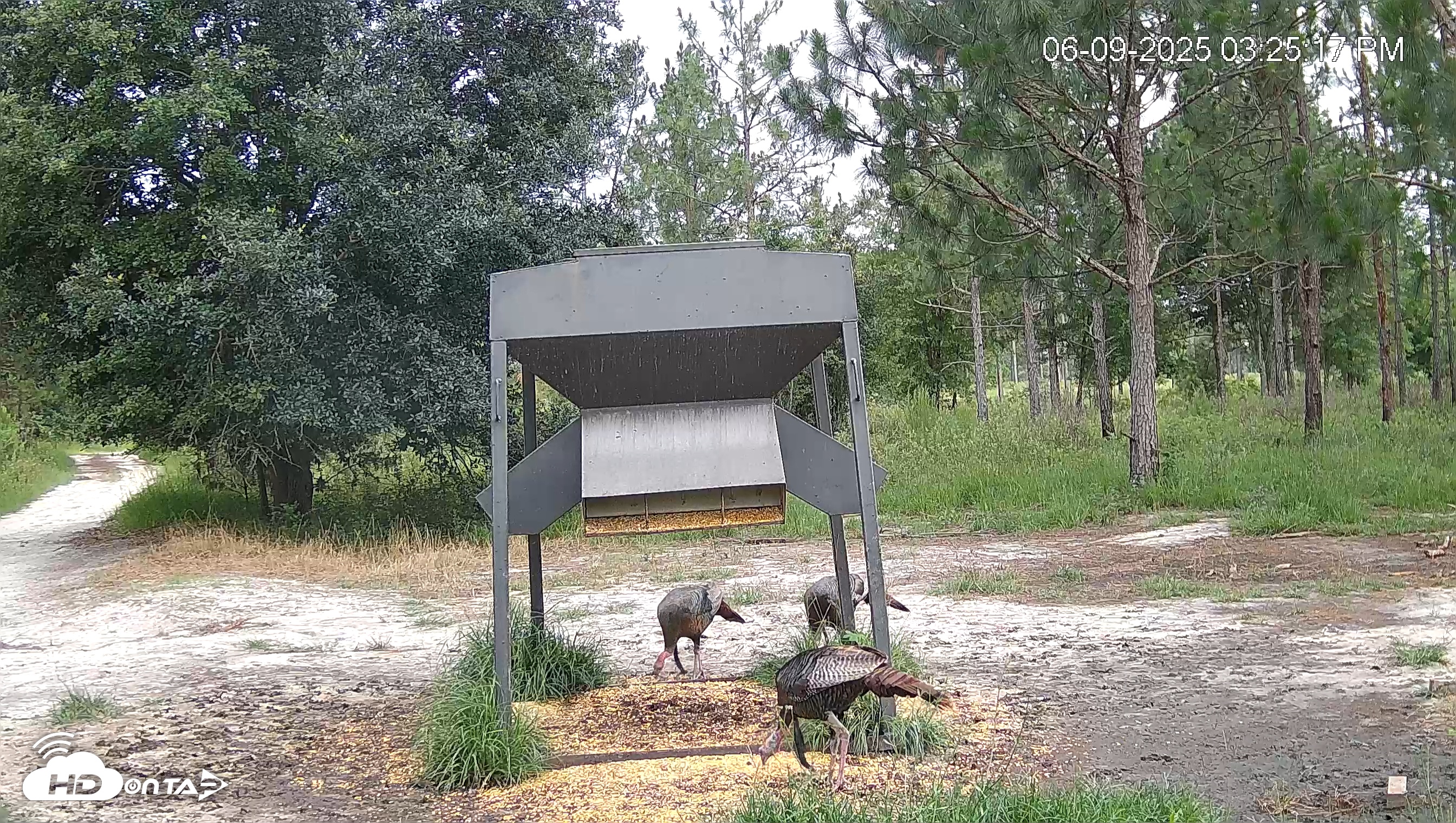 Snapshot of Leesburg Georgia Live Deer Feeder Webcam taken Jun 9, 2025, 3:25pm EDT