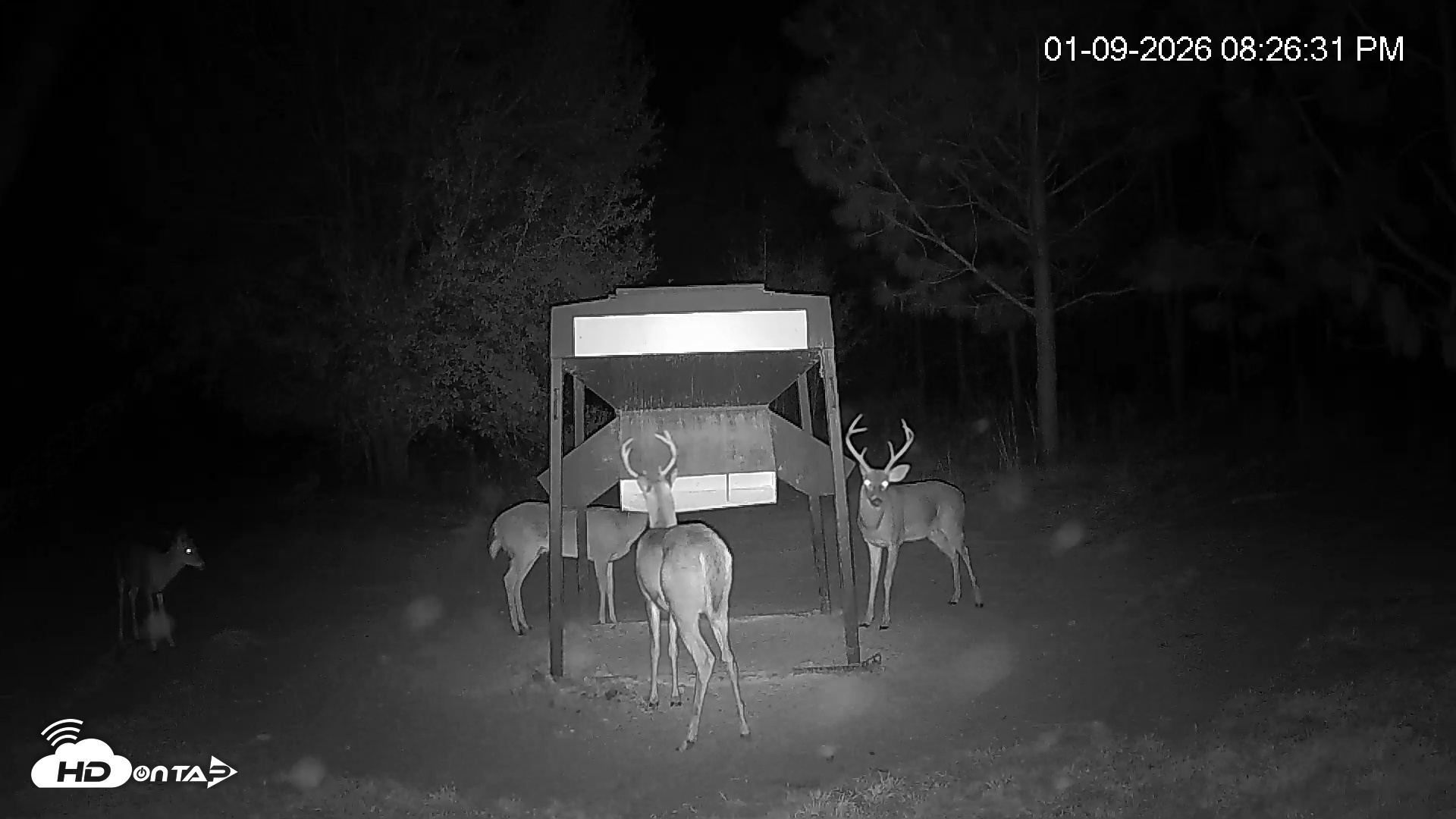 Snapshot of Leesburg Georgia Live Deer Feeder Webcam taken Jan 9, 2026, 8:26pm EST